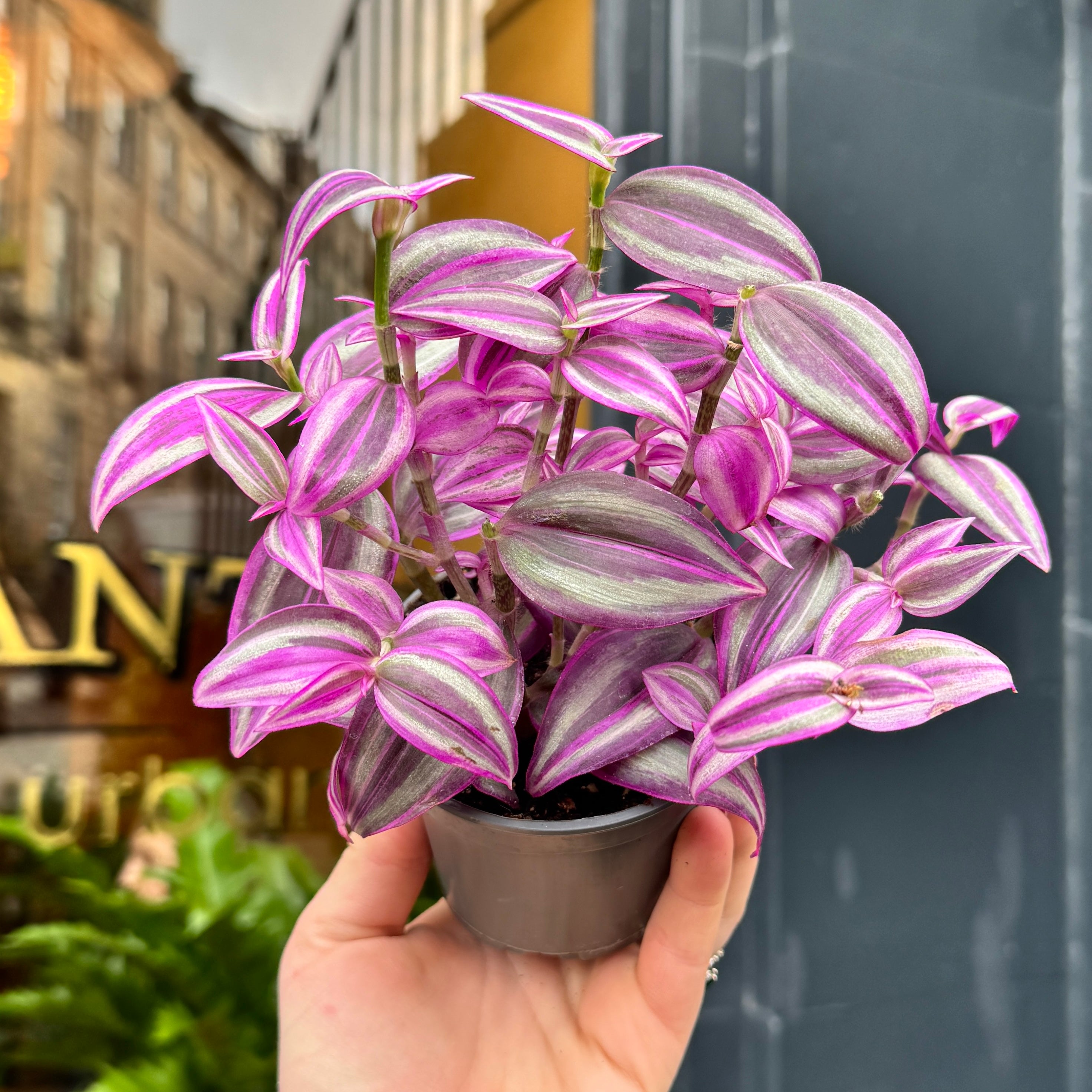 Tradescantia 'Pink Paradise'
