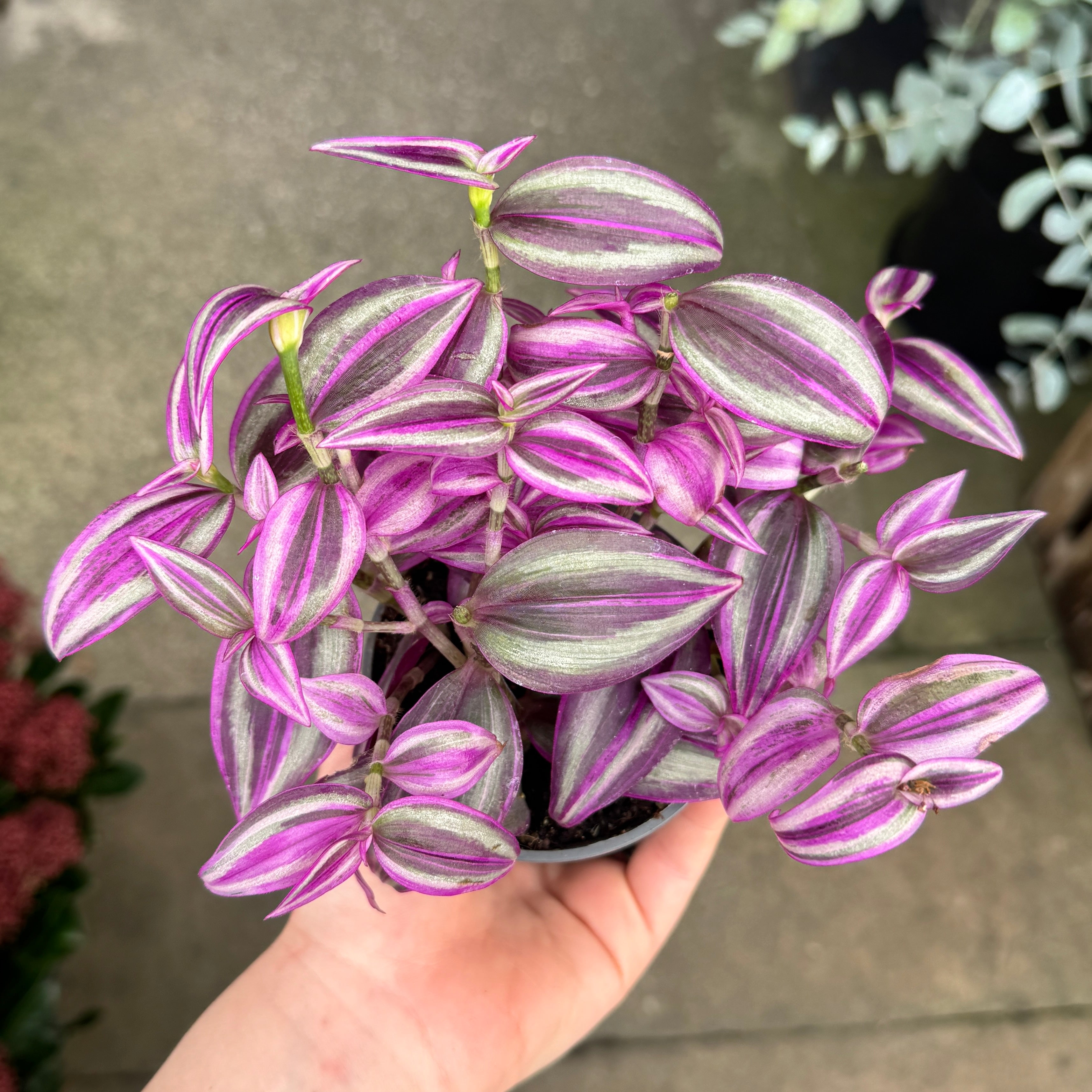 Tradescantia 'Pink Paradise'