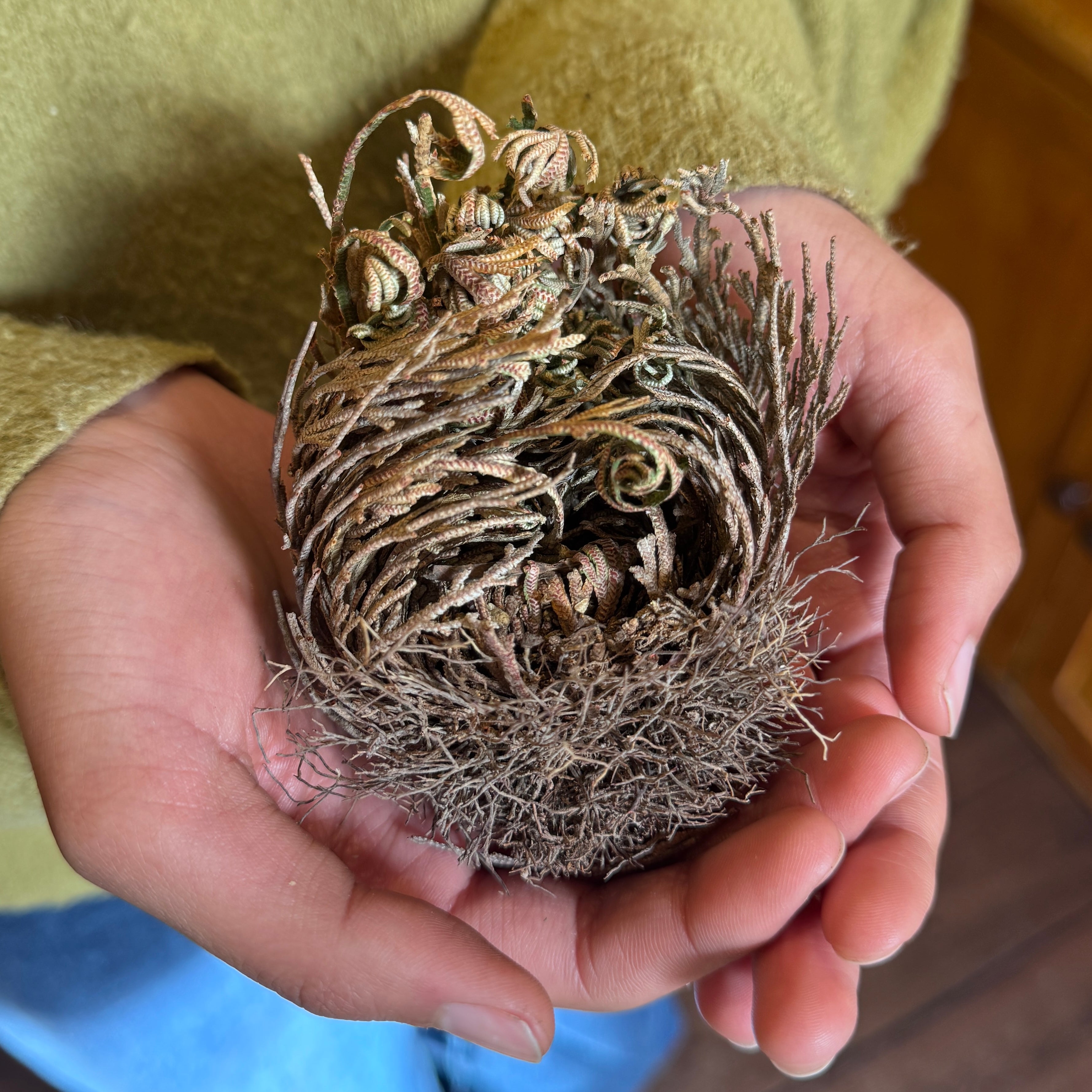 Selaginella lepidophylla ‘Rose of Jericho’ – Resurrection Plant