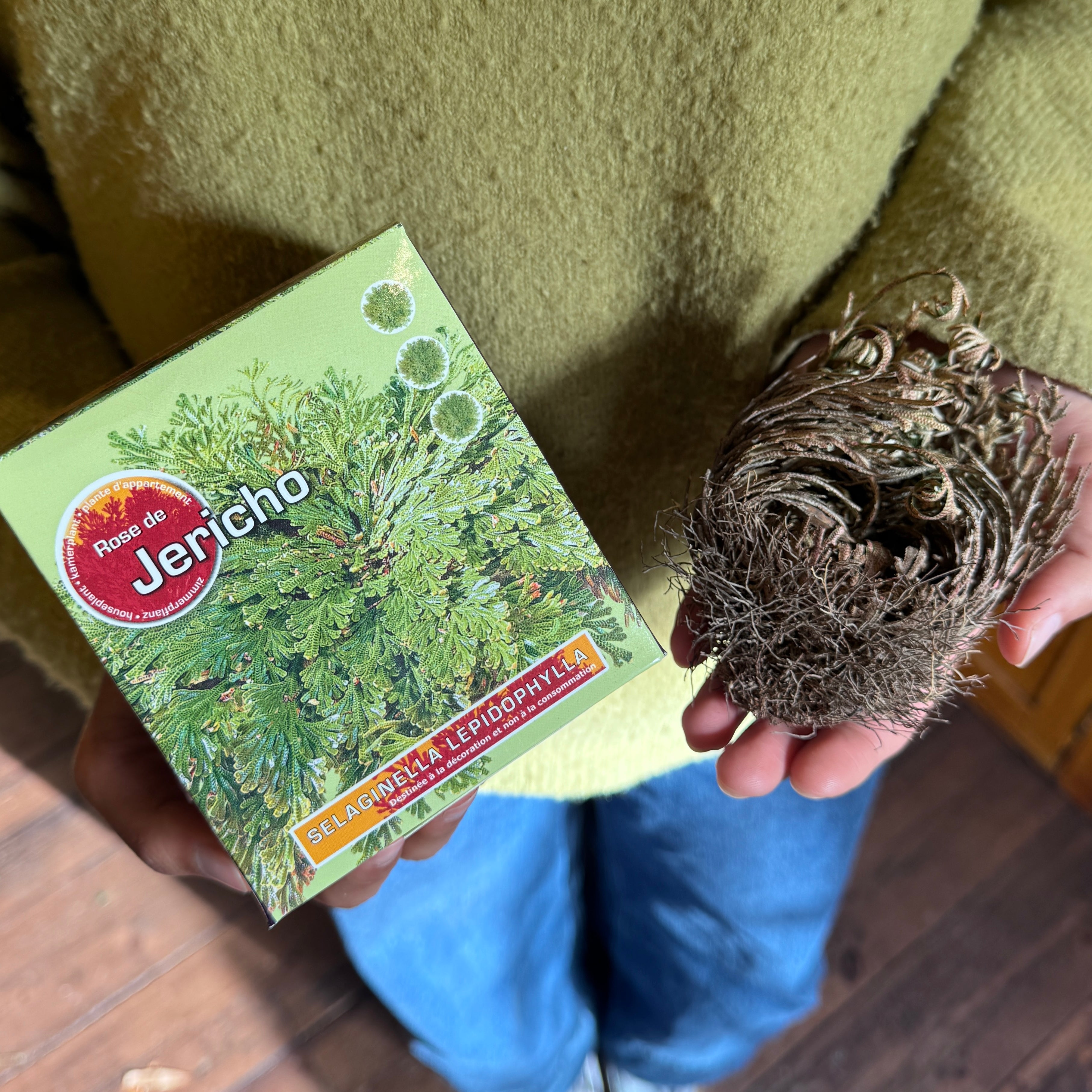 Selaginella lepidophylla ‘Rose of Jericho’ – Resurrection Plant