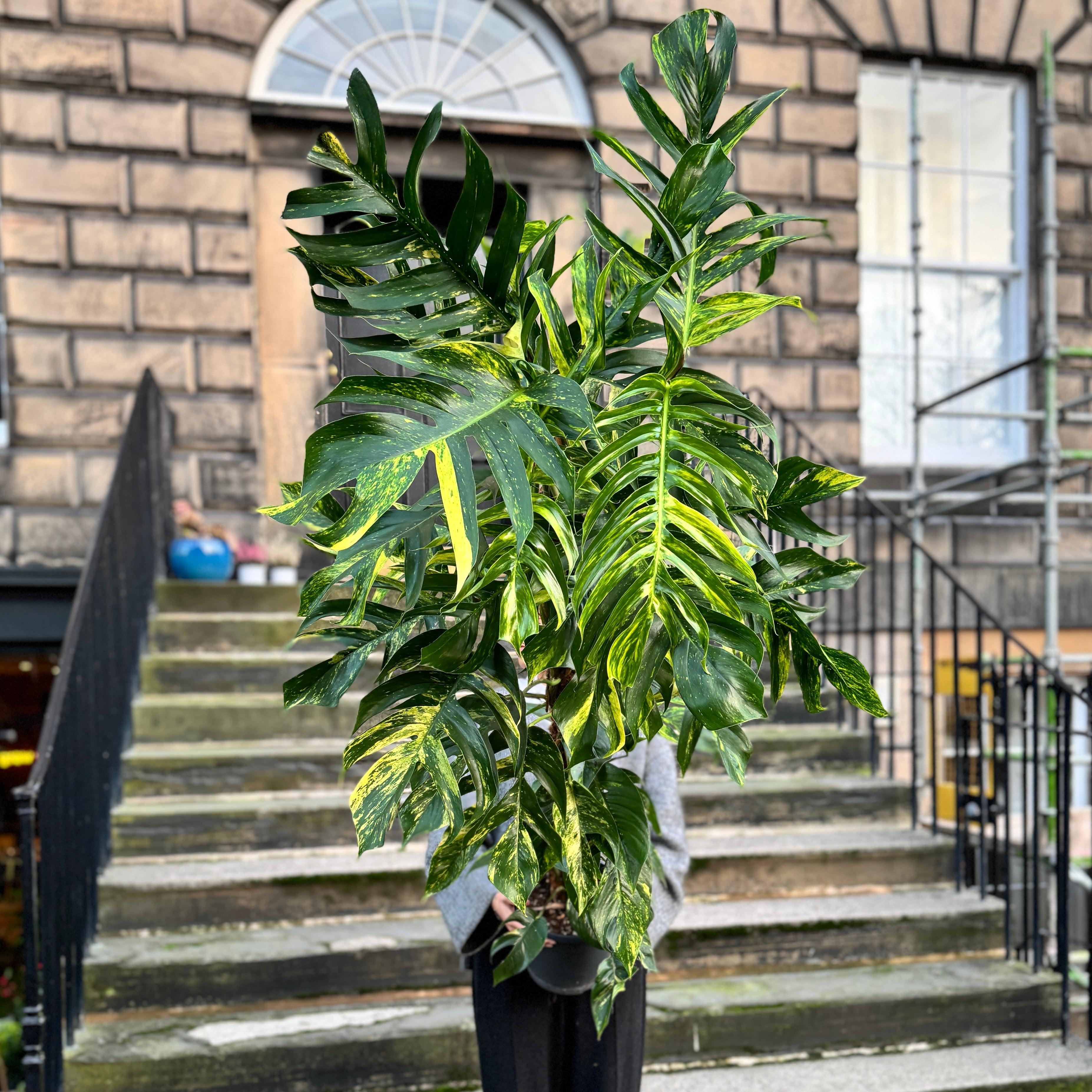 Epipremnum pinnatum ‘Cintho Goldfinger'