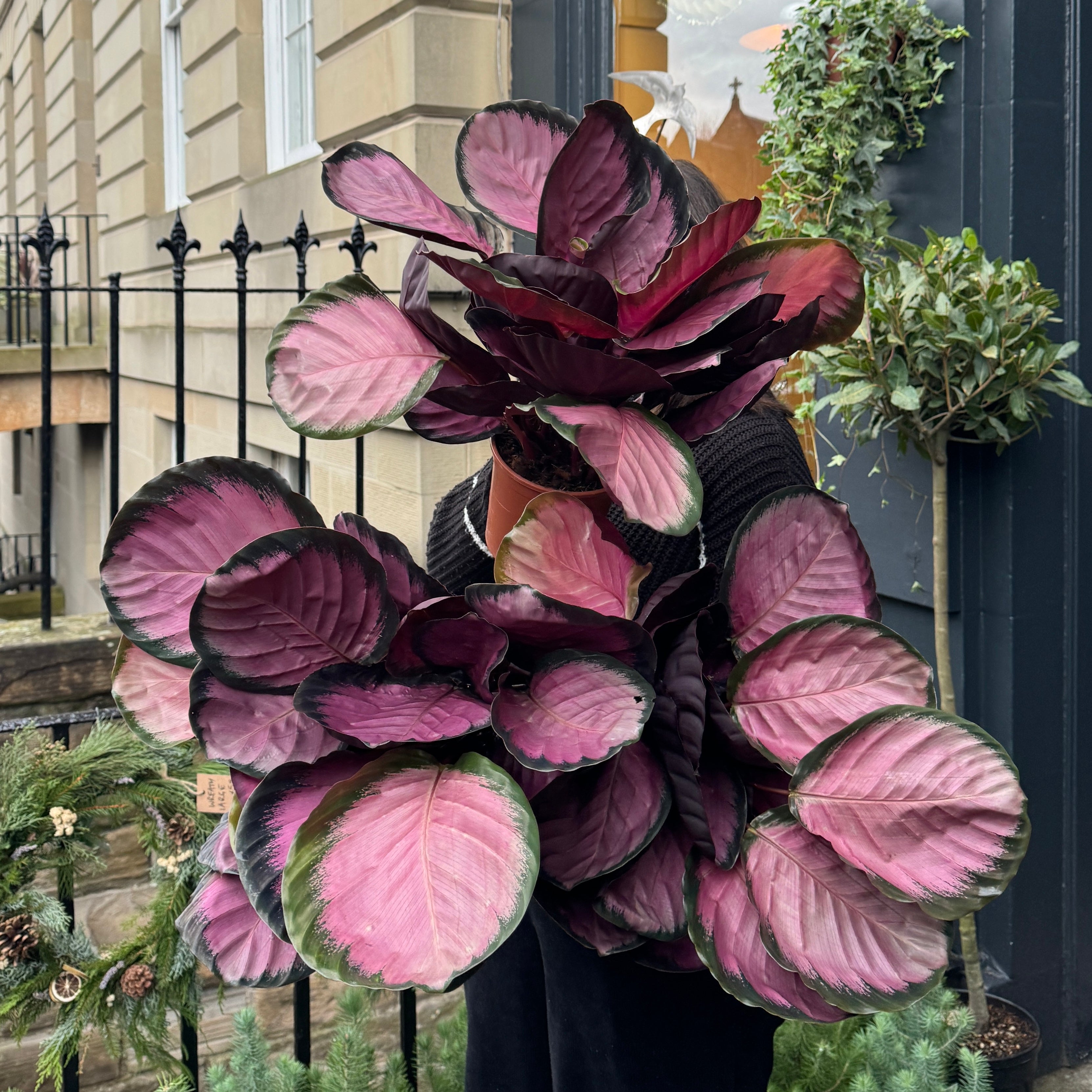 Calathea ‘Crimson’