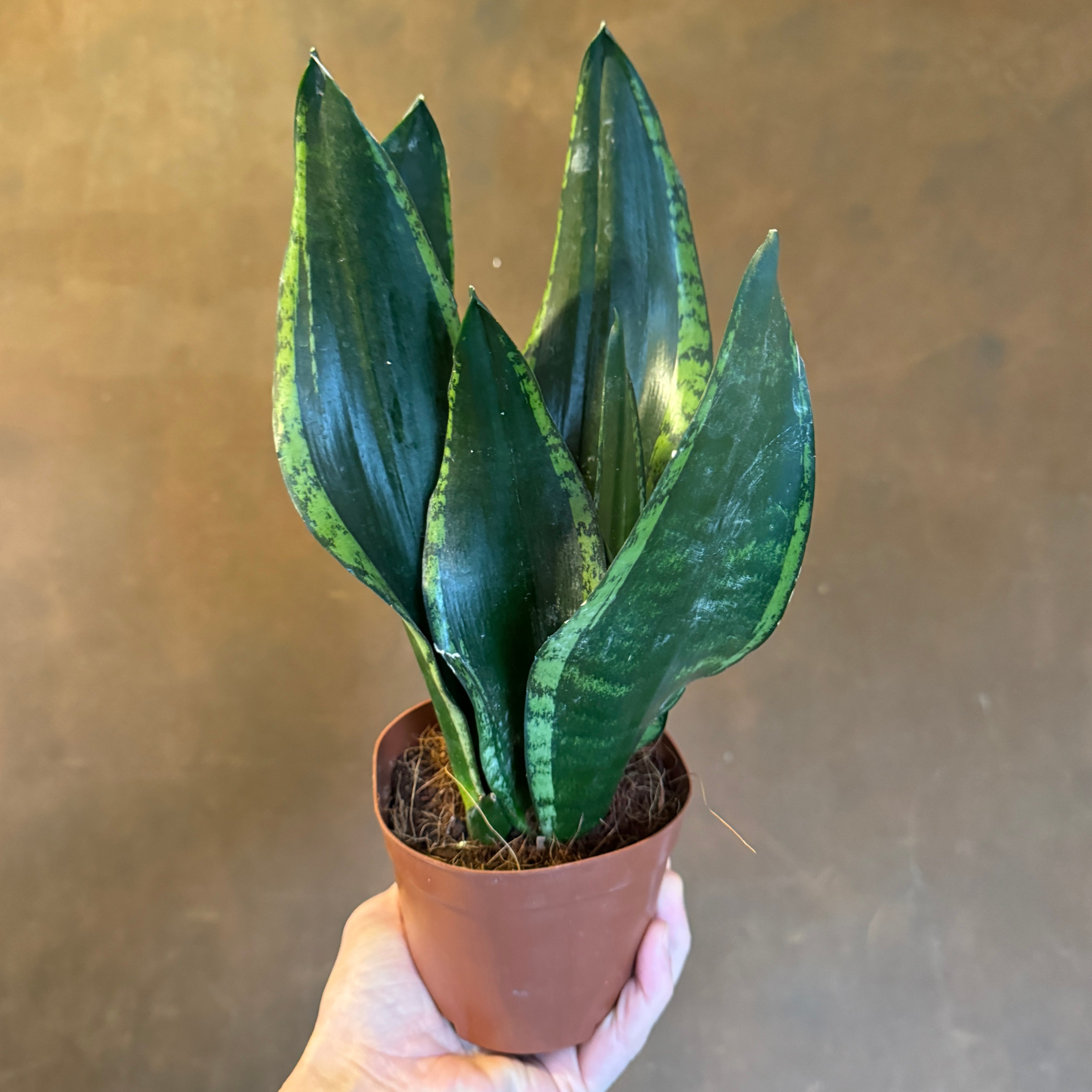 Sansevieria 'Silver Flame' (12cm pot)