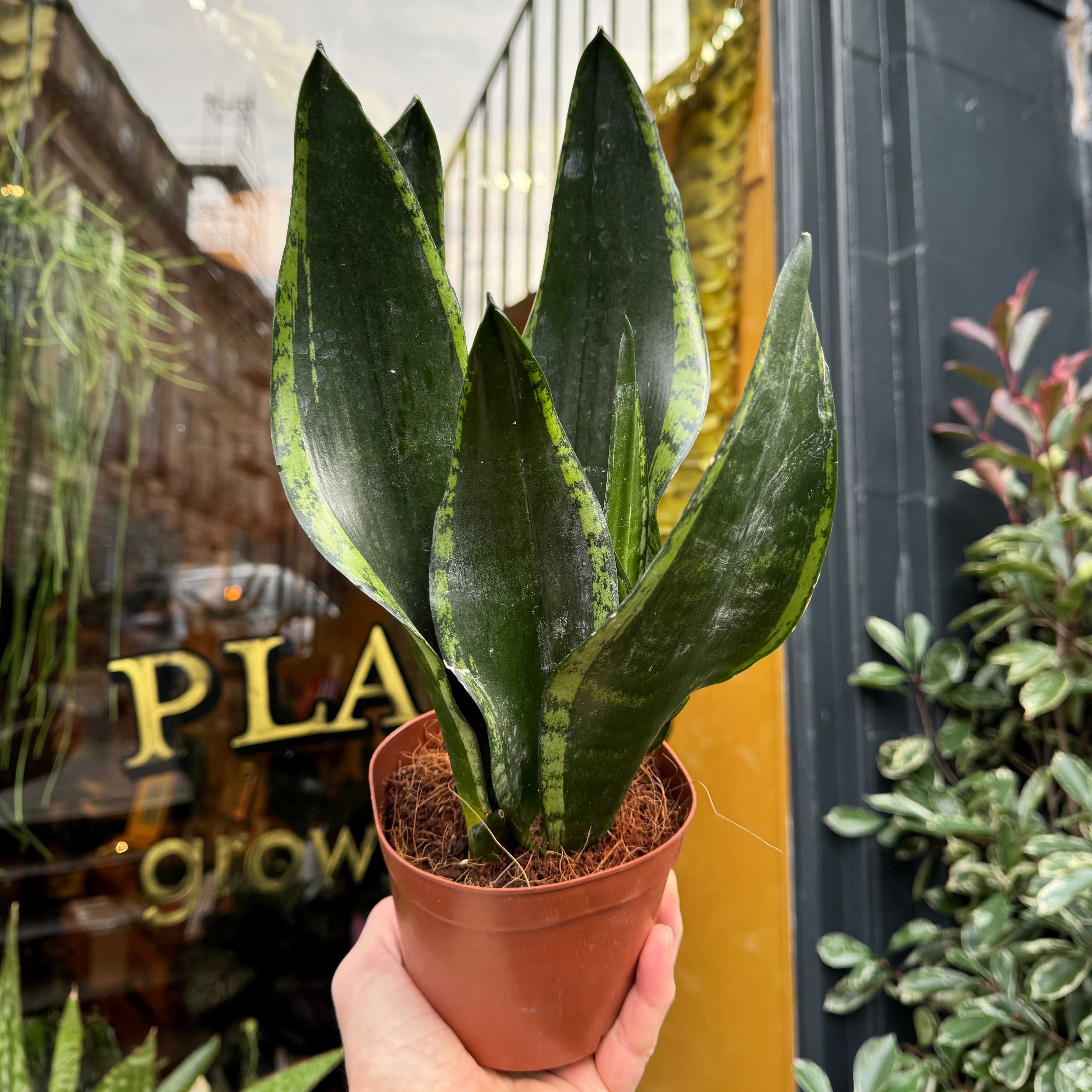 Sansevieria 'Silver Flame' (12cm pot)