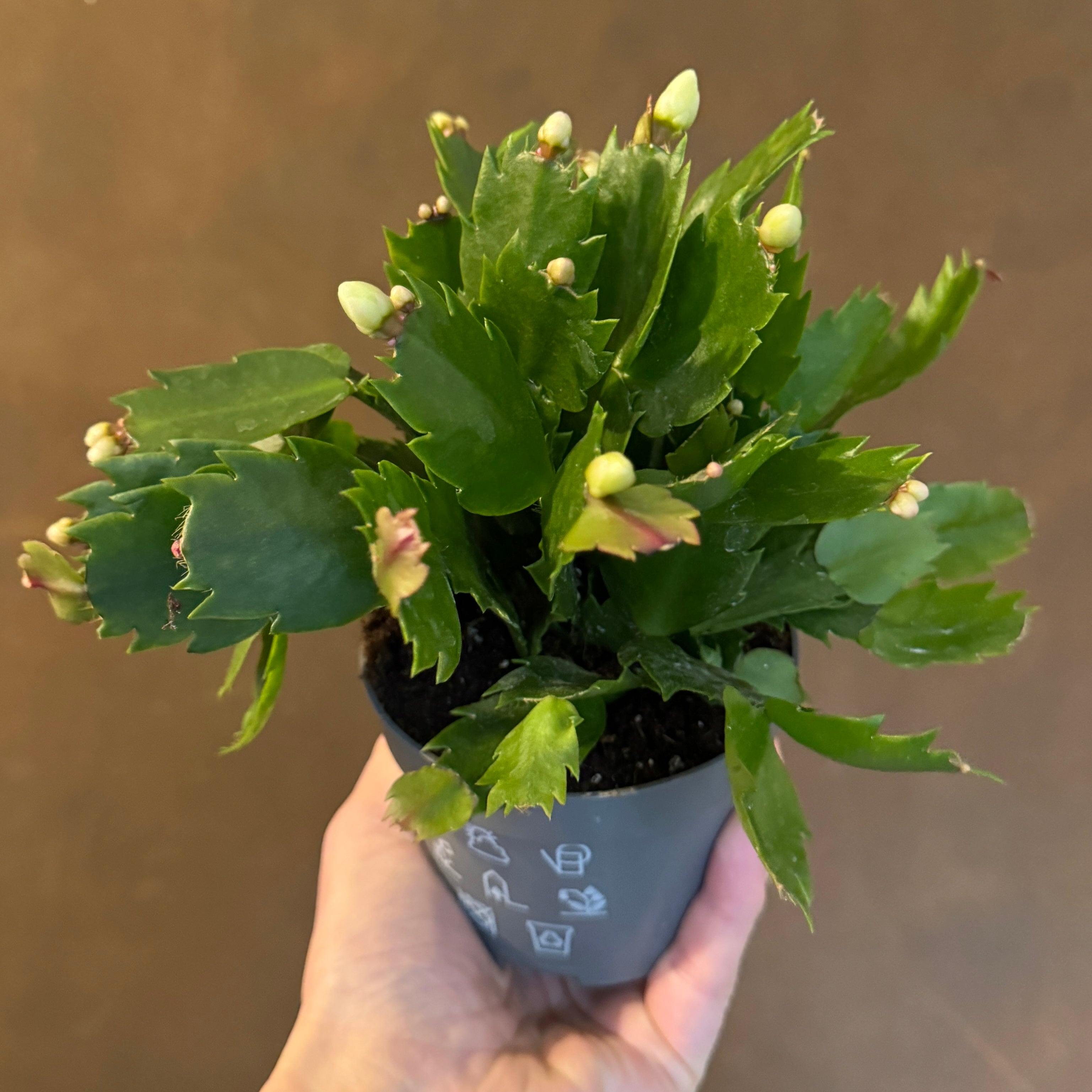 Schlumbergera 'White'