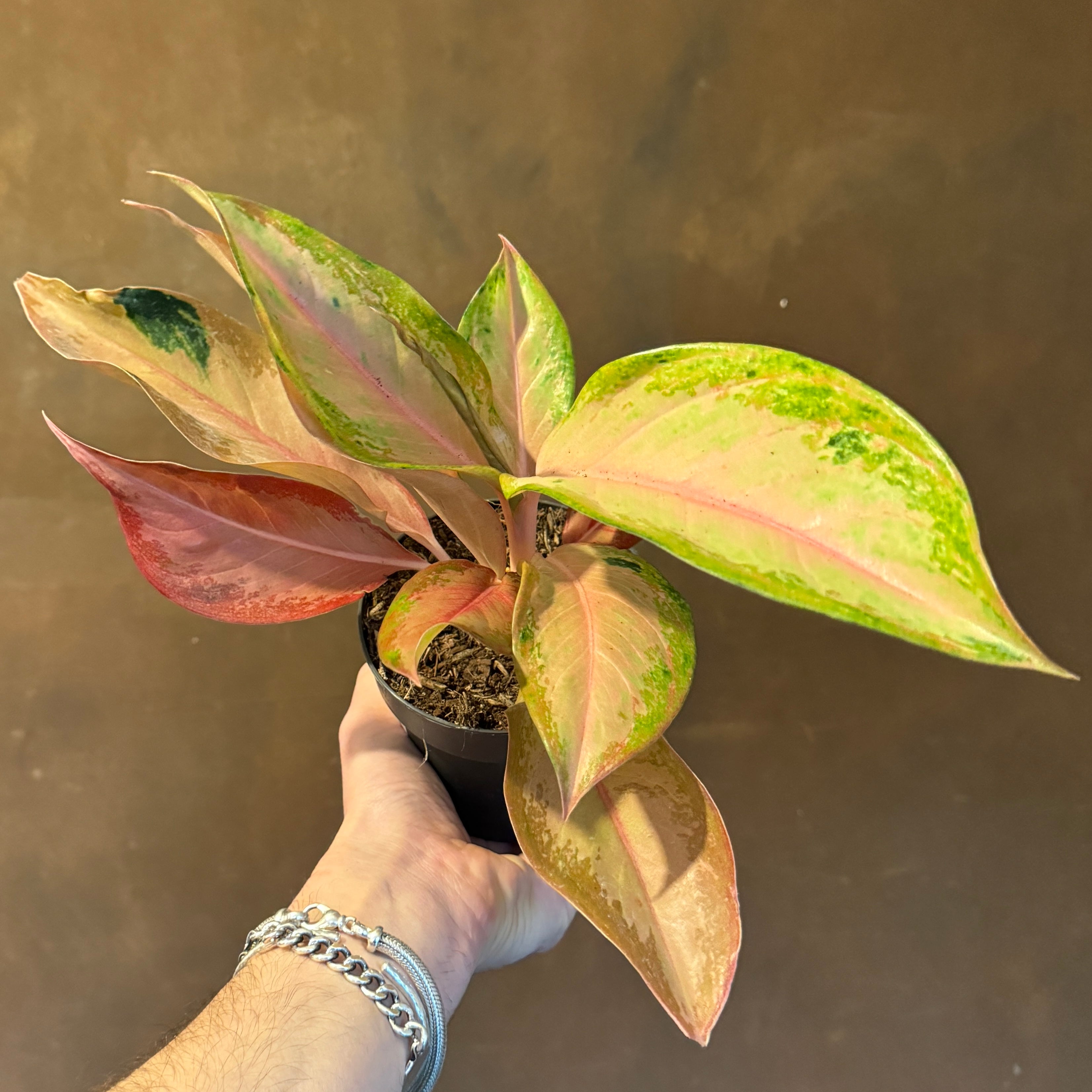 Aglaonema 'Guava Pink'