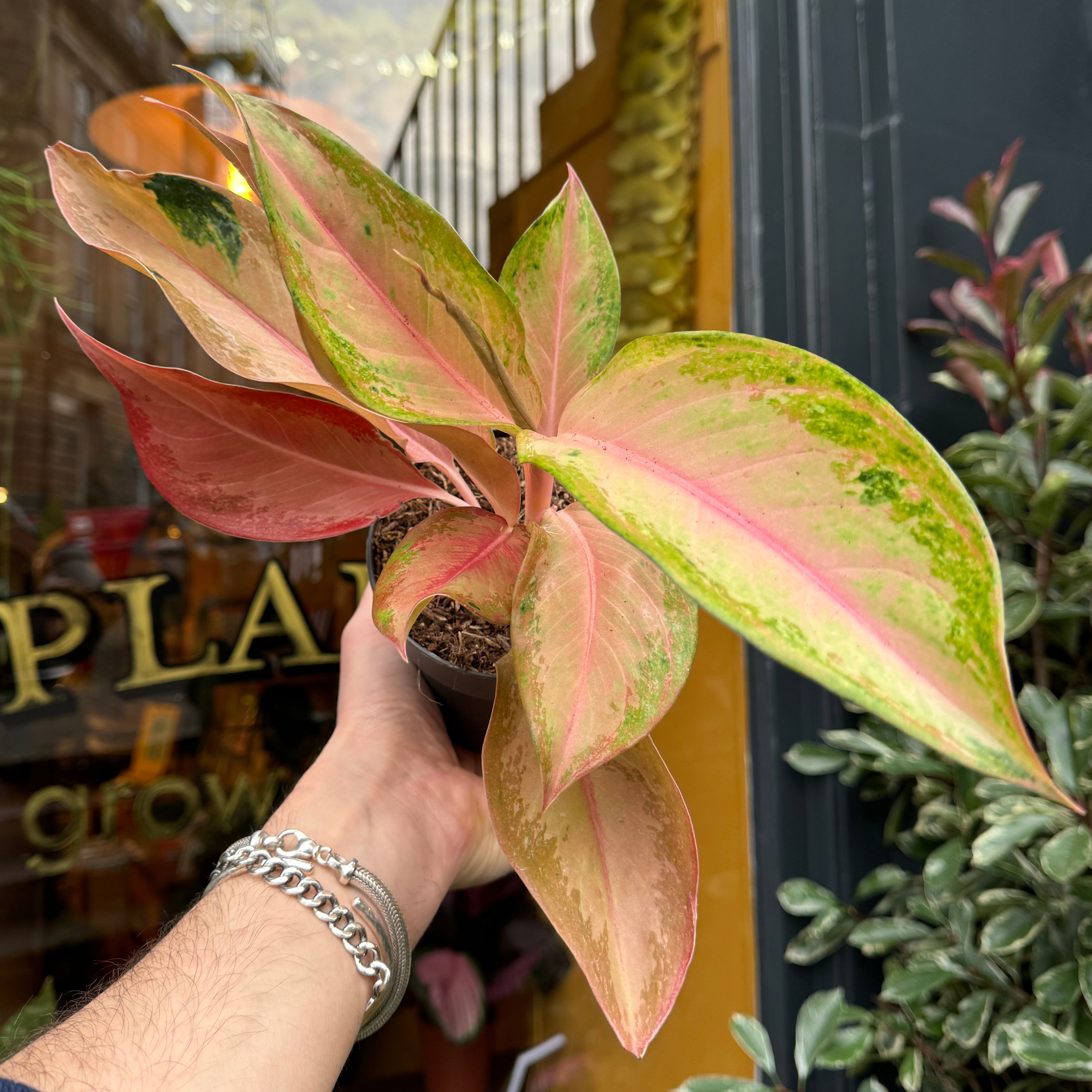 Aglaonema 'Guava Pink'