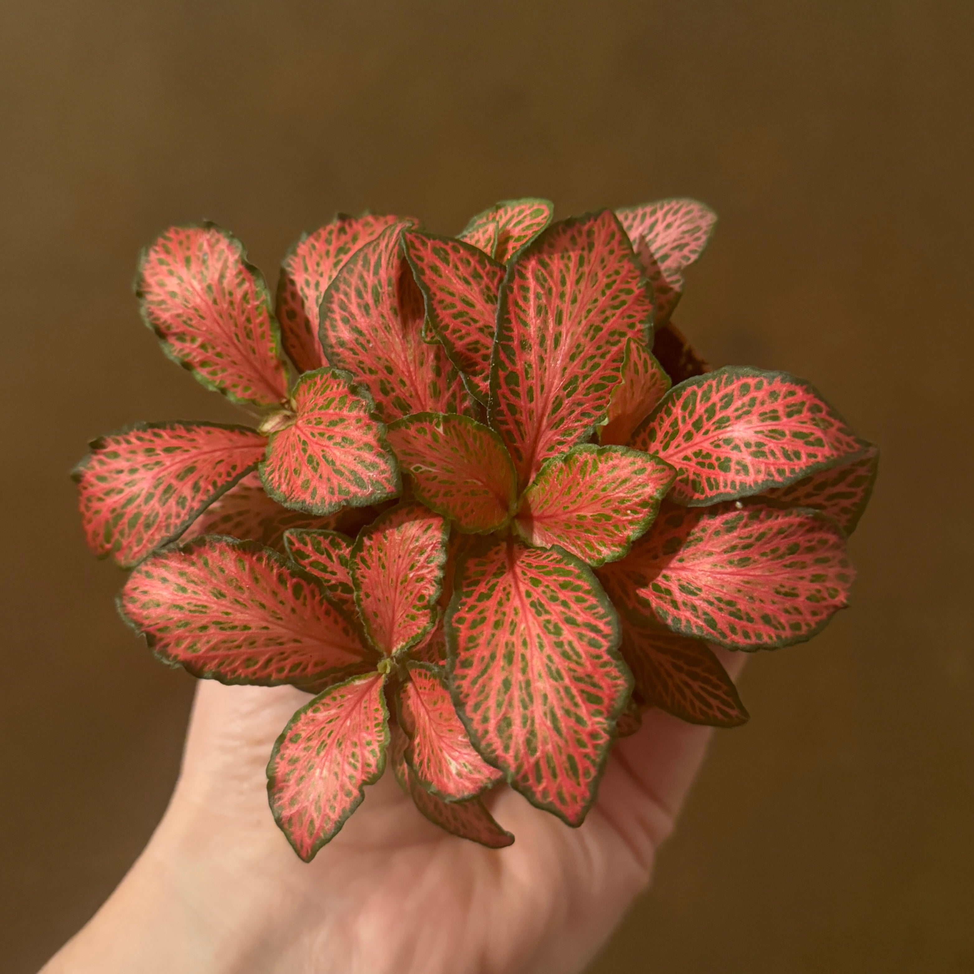 Fittonia 'Red Star'