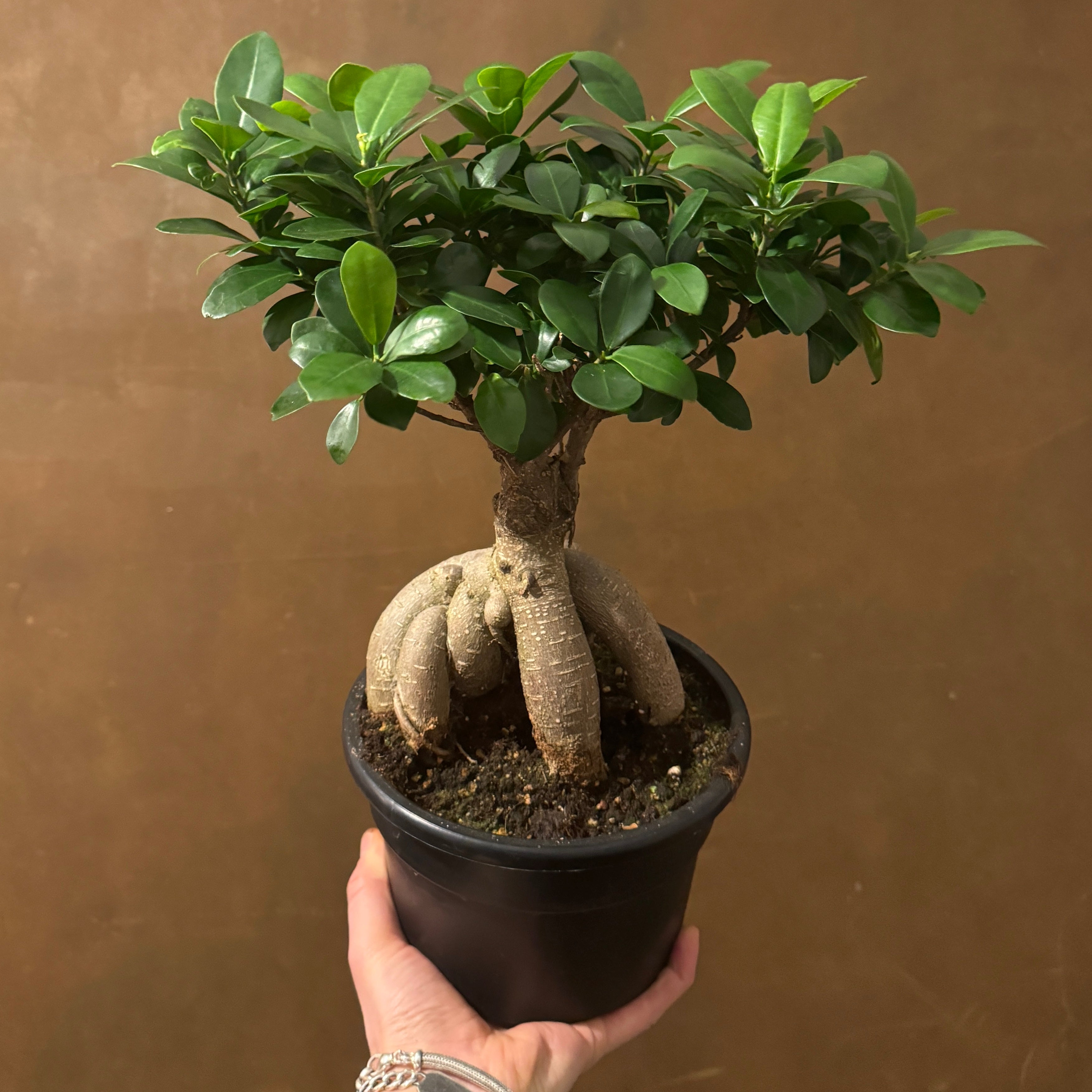 Ficus microcarpa ‘Ginseng’ (19cm pot)