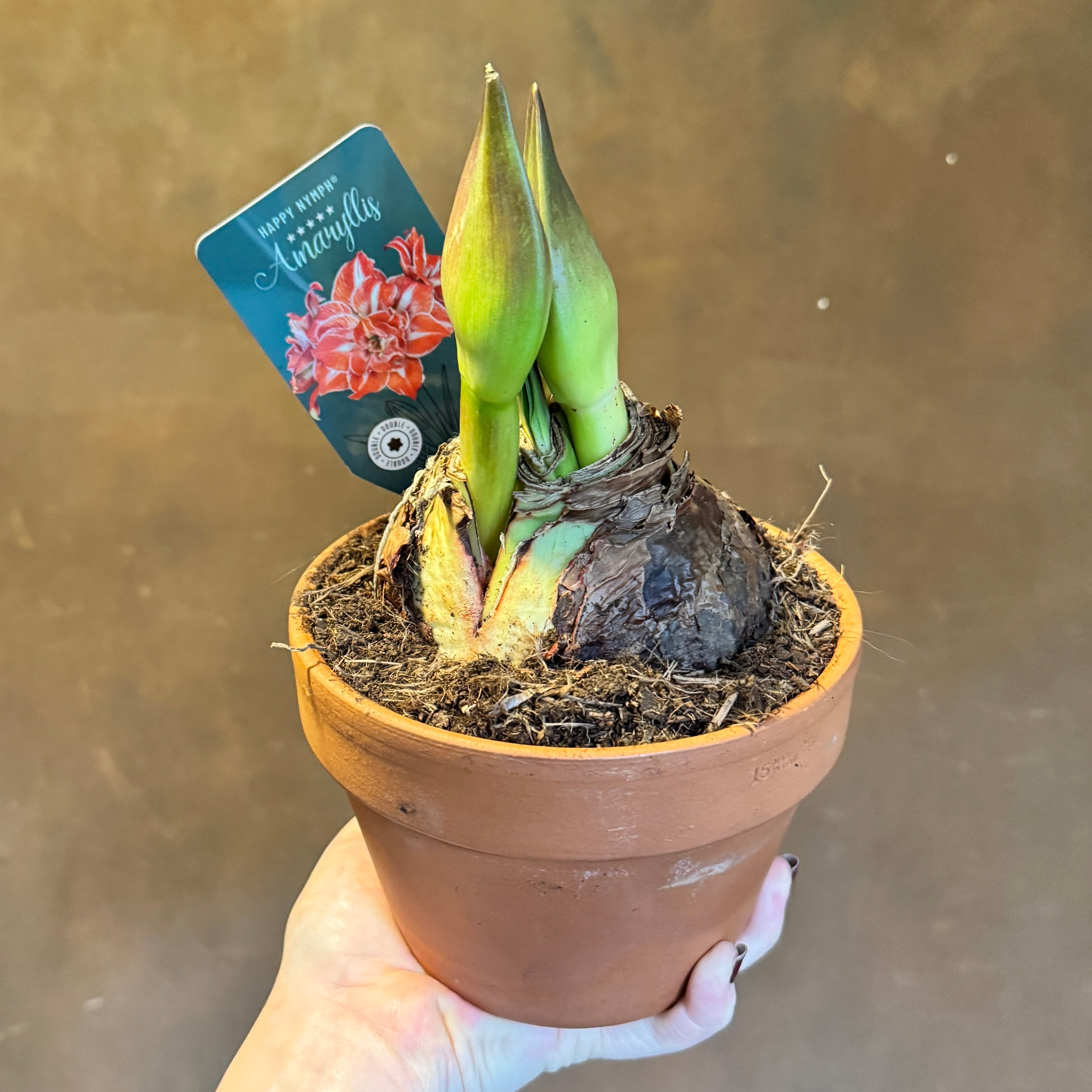 Amaryllis in 15cm Terracotta Pot
