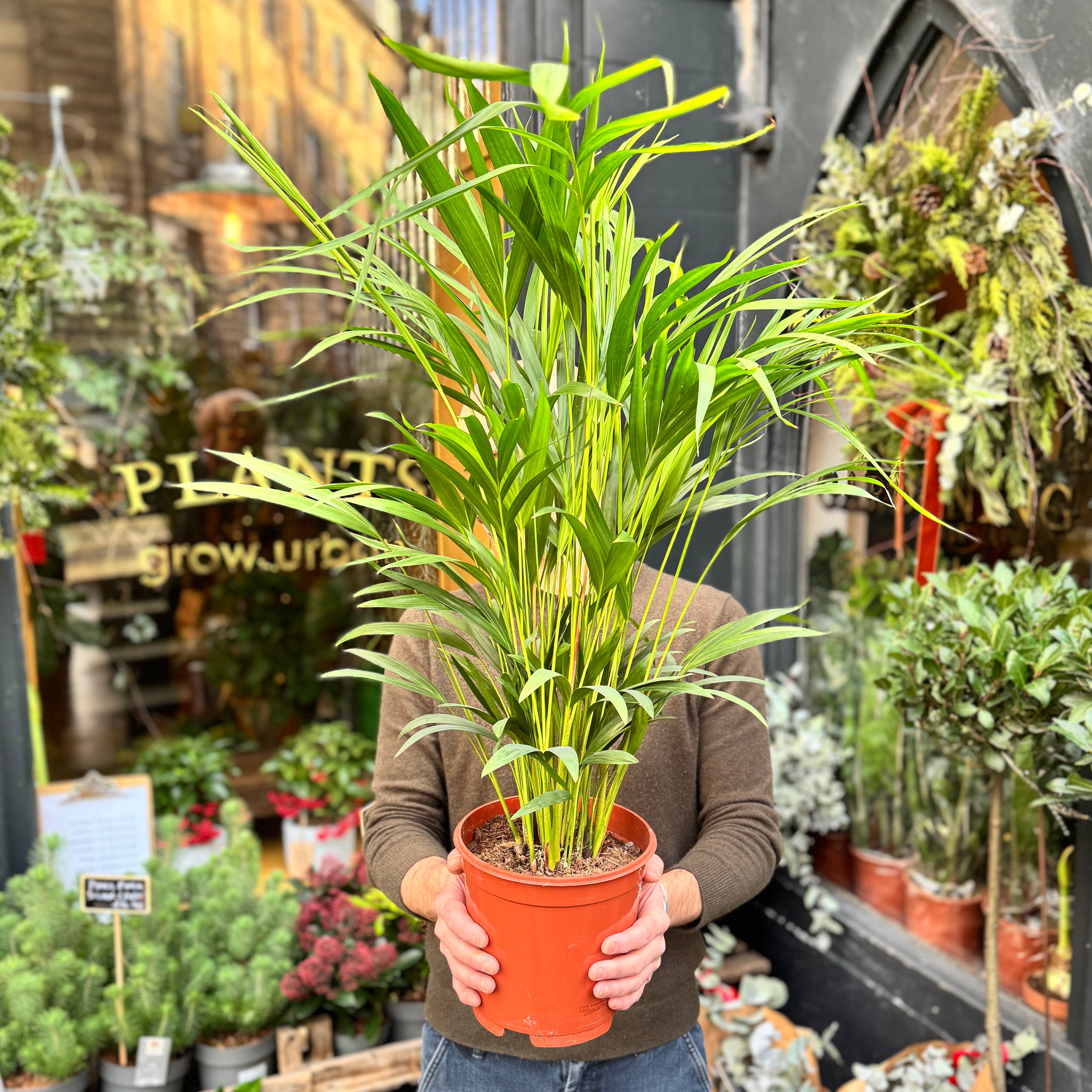 Dypsis lutescens (90cm)