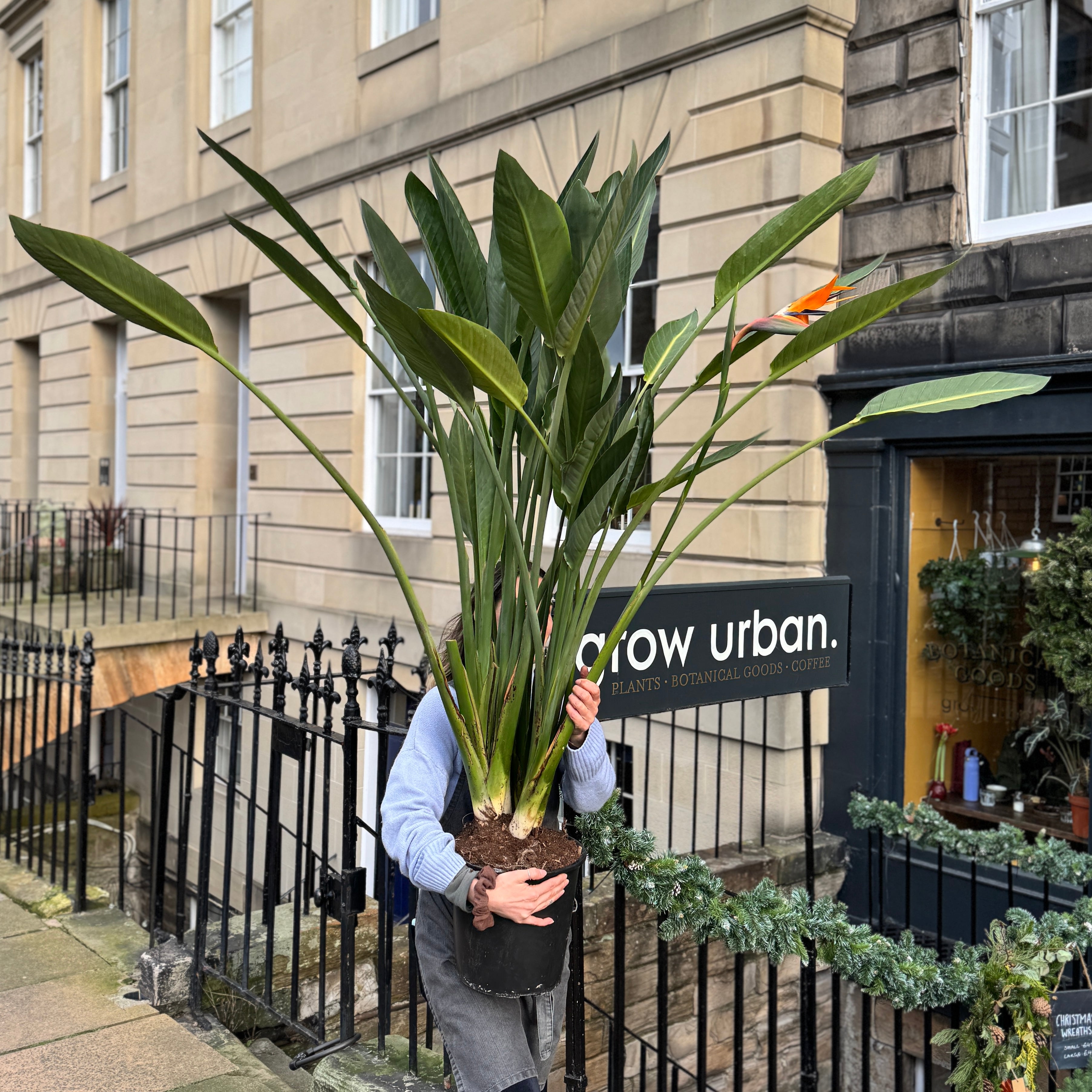Strelitzia reginae