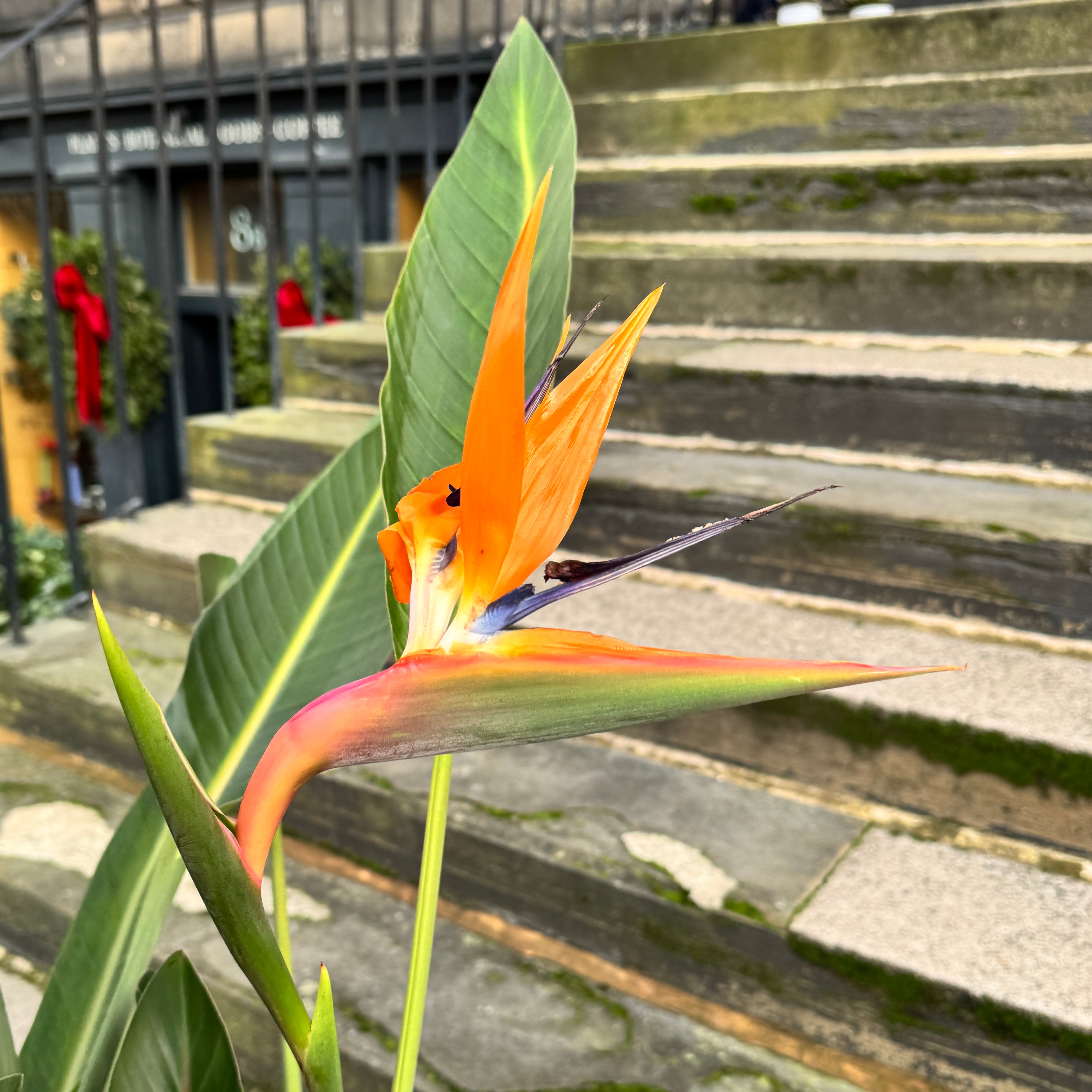 Strelitzia reginae