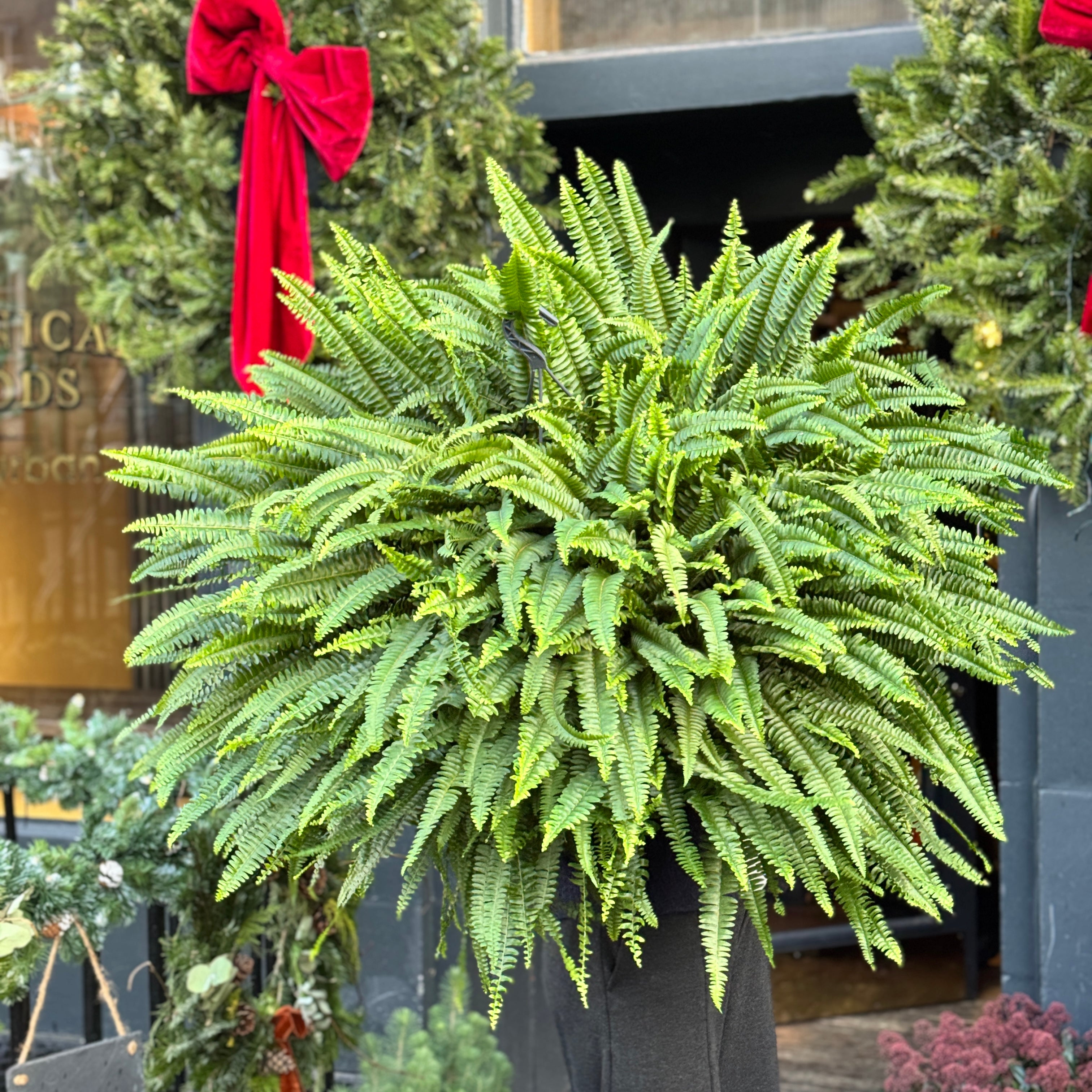 Nephrolepis ‘Green Lady’ (XXL hangpot)