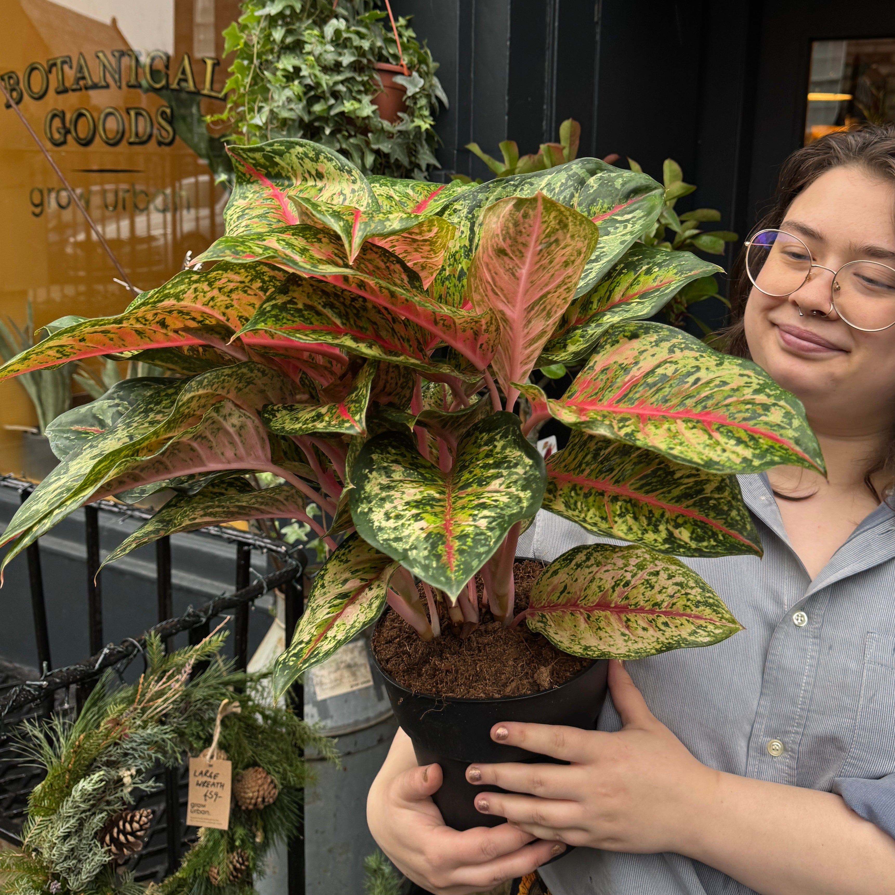 Aglaonema 'Carnival Queen'