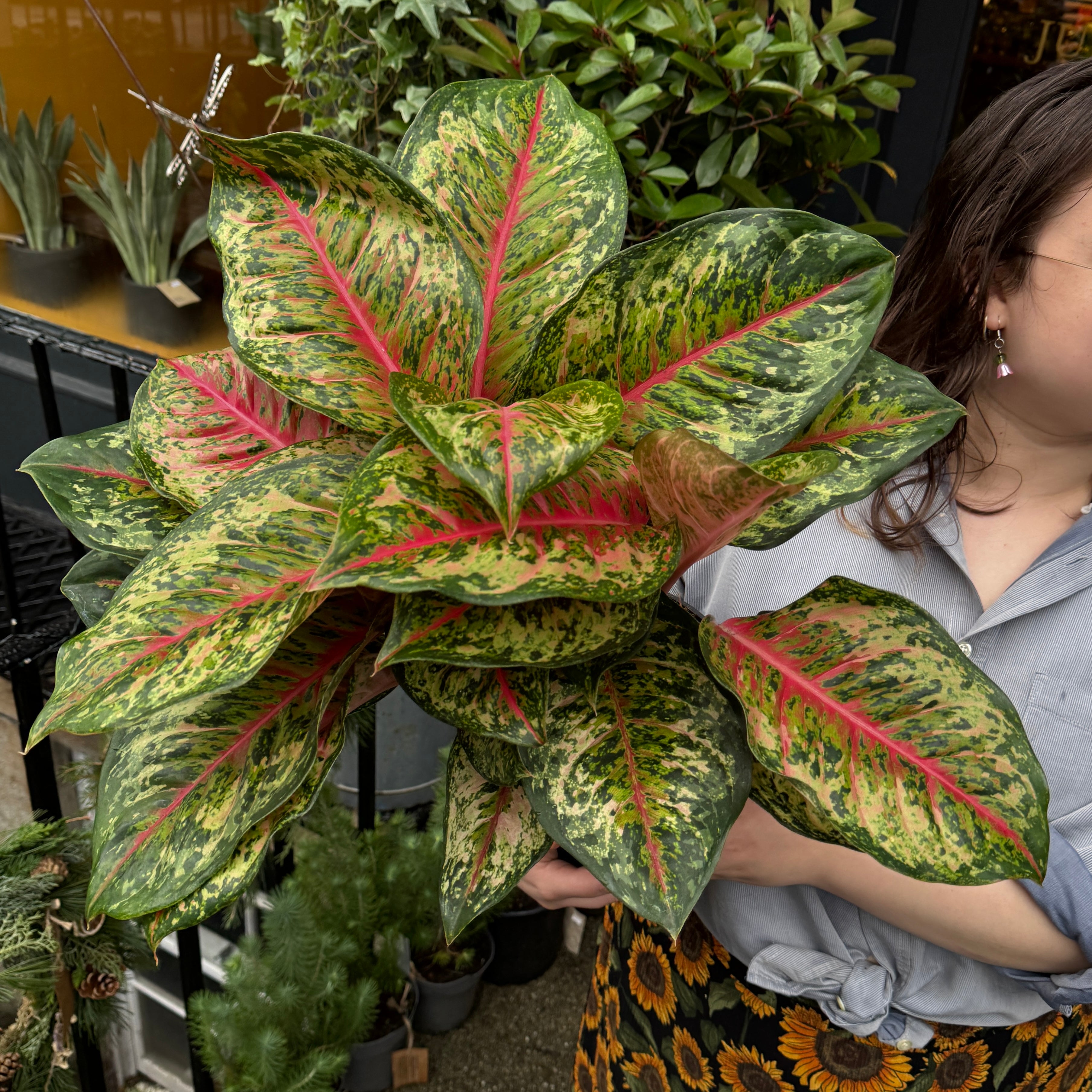 Aglaonema 'Carnival Queen'