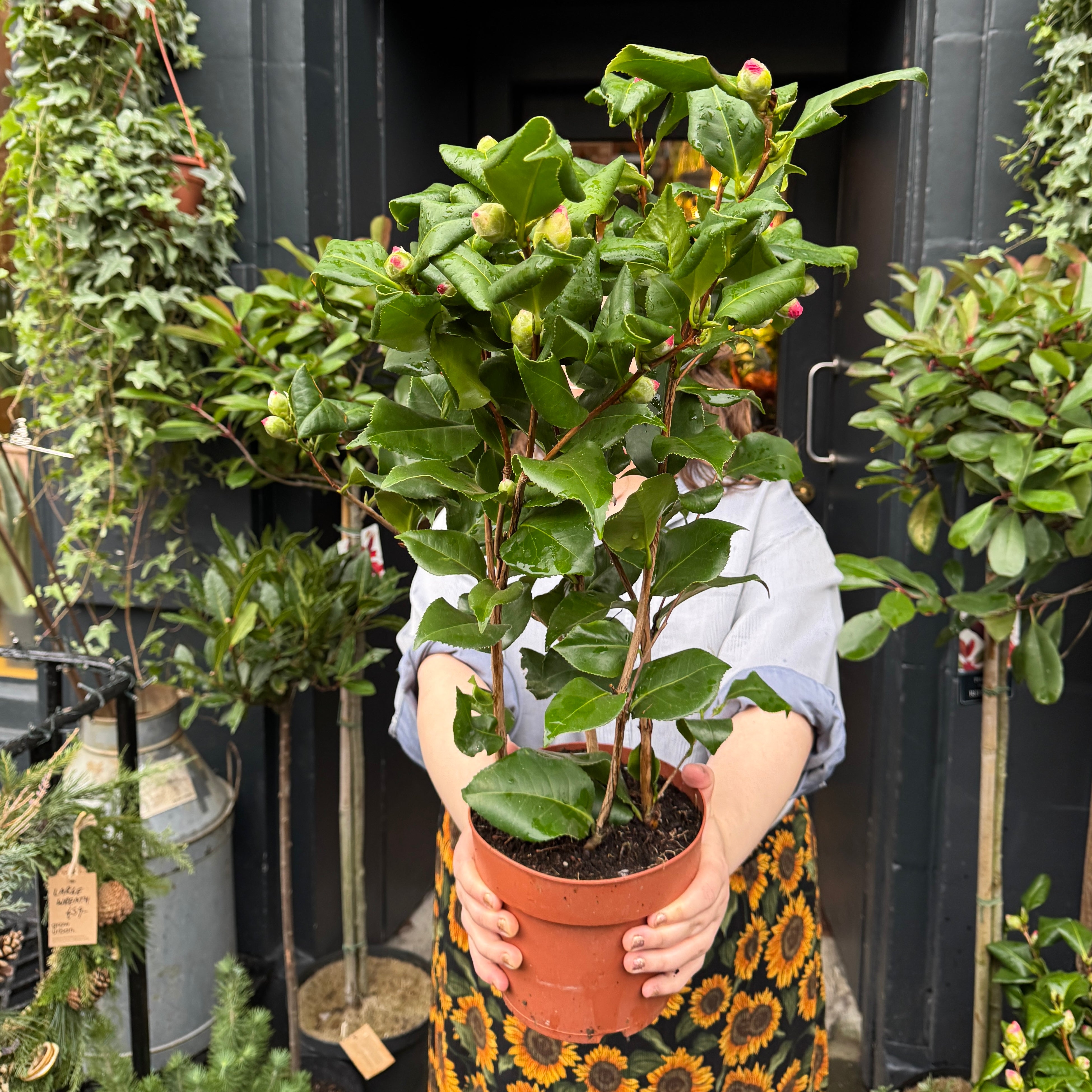 Camellia japonica 'Dr King'