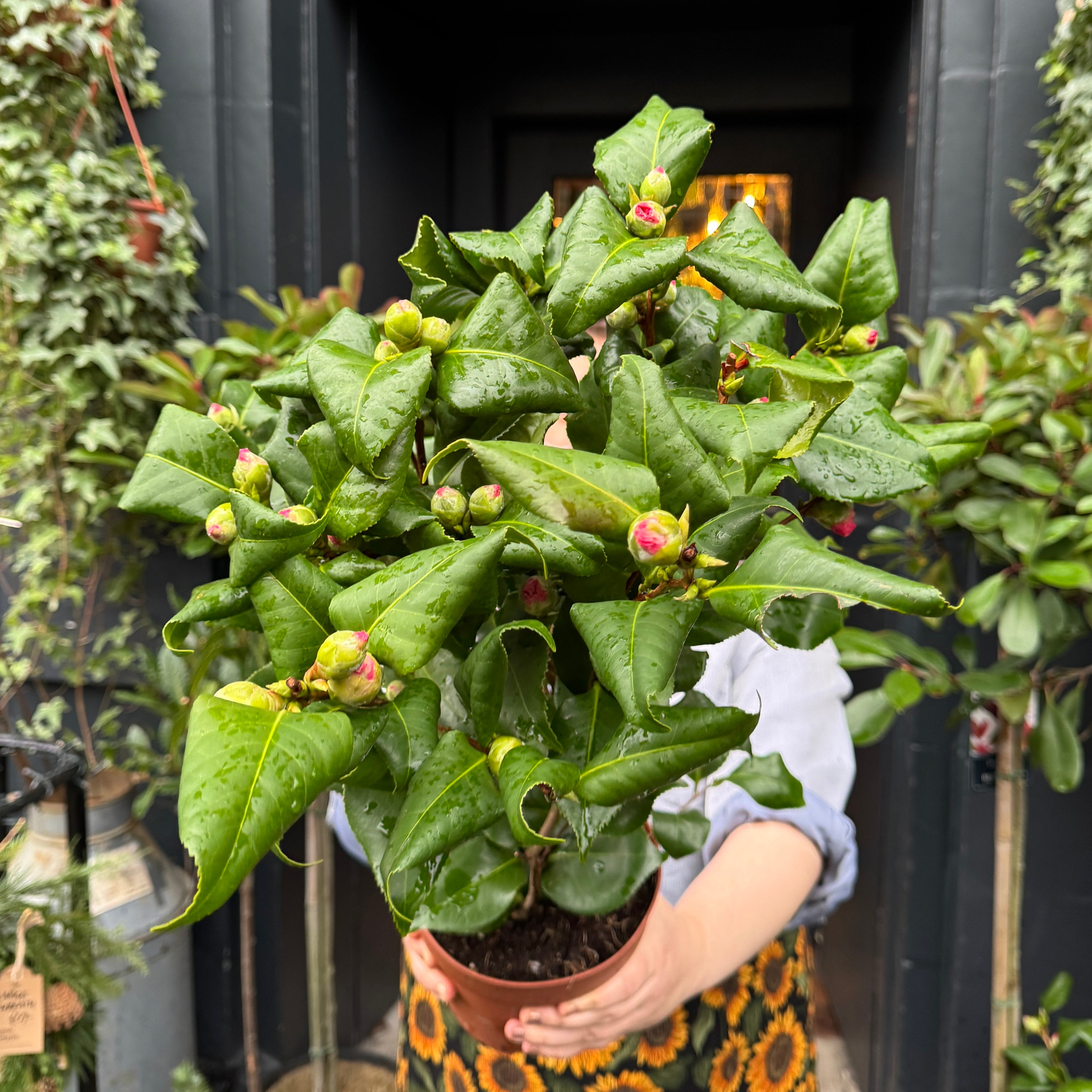 Camellia japonica 'Dr King'