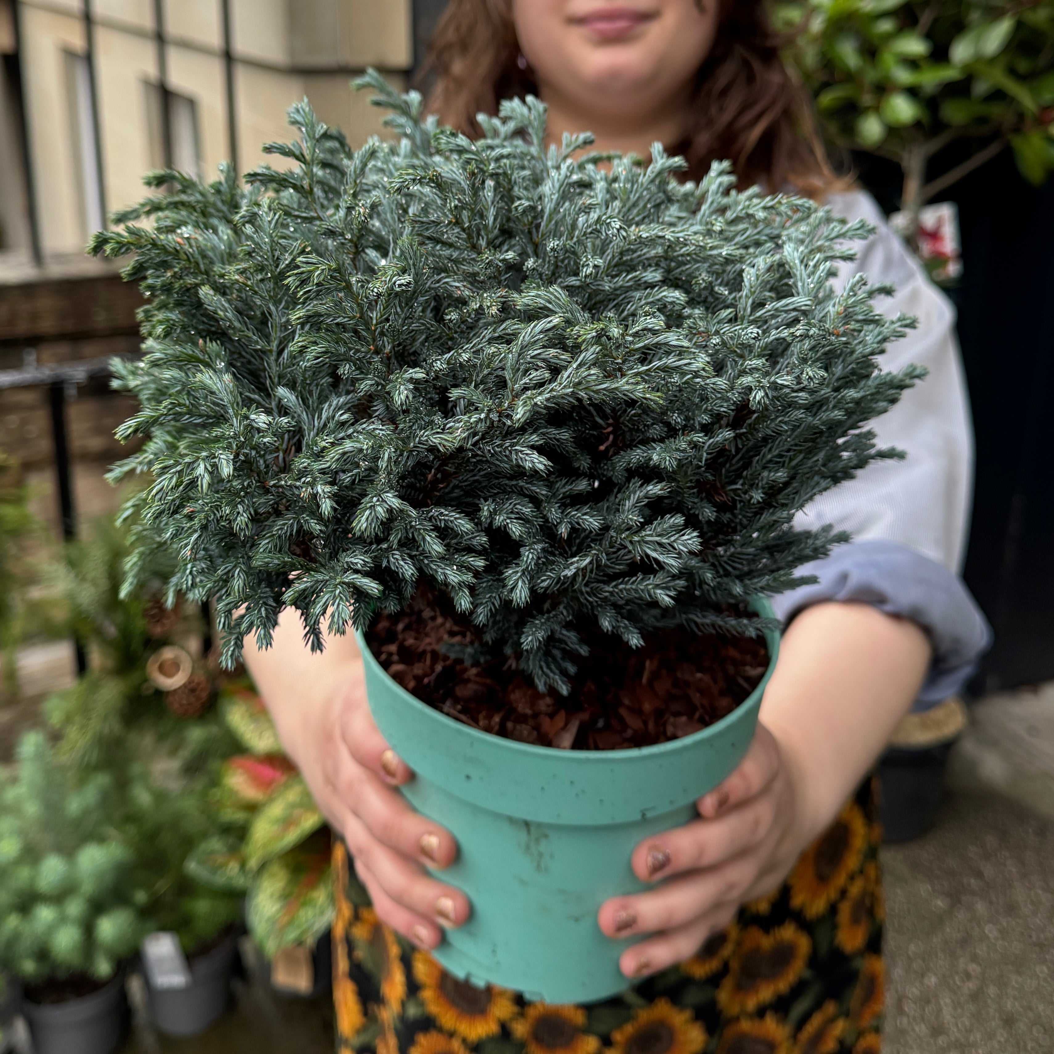 Chamaecyparis pisifera 'Blue Moon'