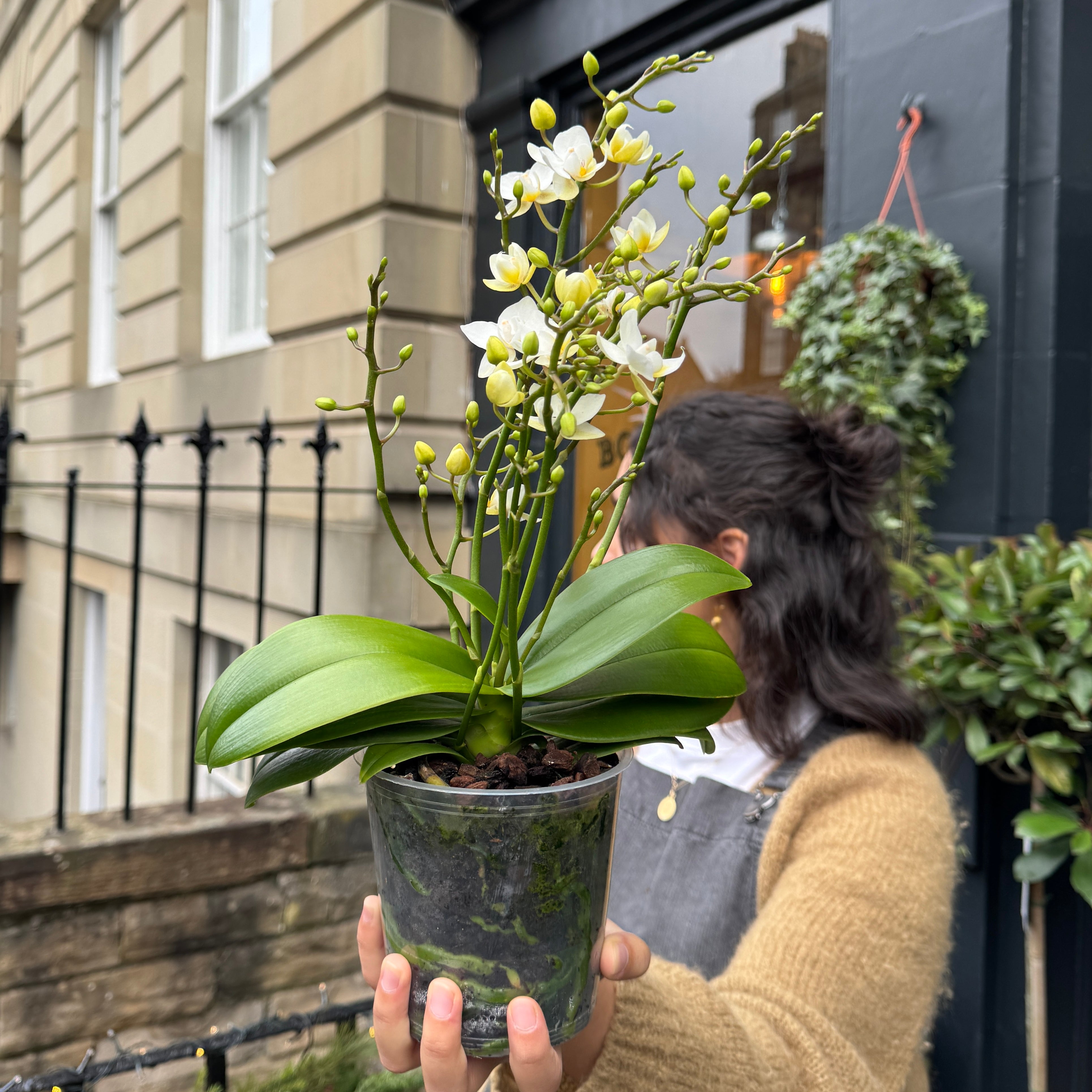 Phalaenopsis ‘Cream Punch'