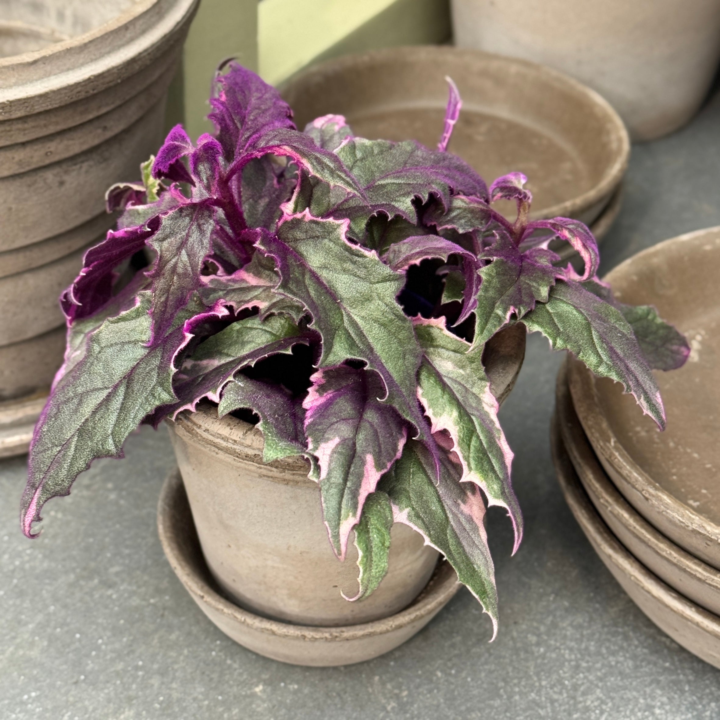 Gynura aurantiaca ‘Variegata’