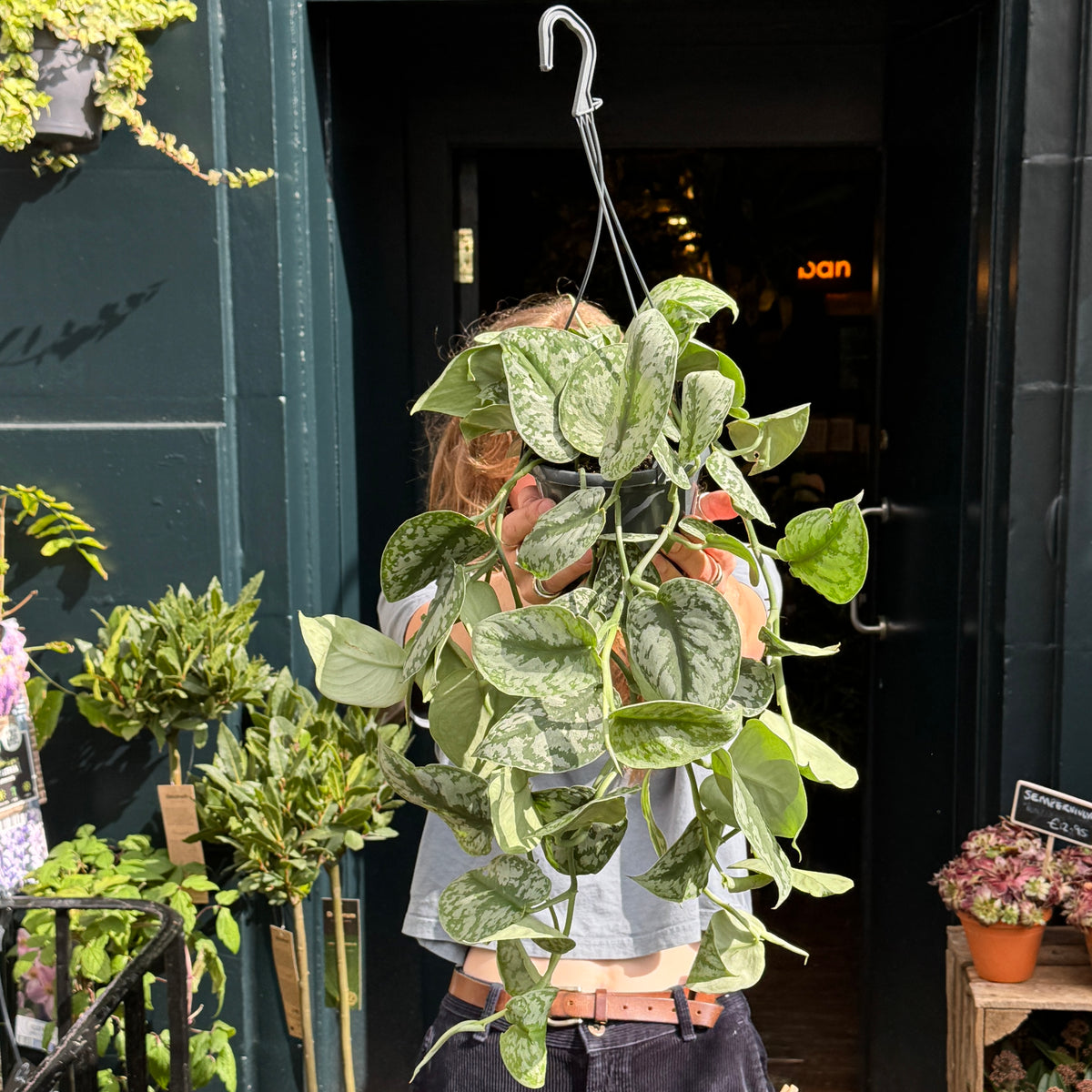Scindapsus ‘Trebie’ (hangpot)