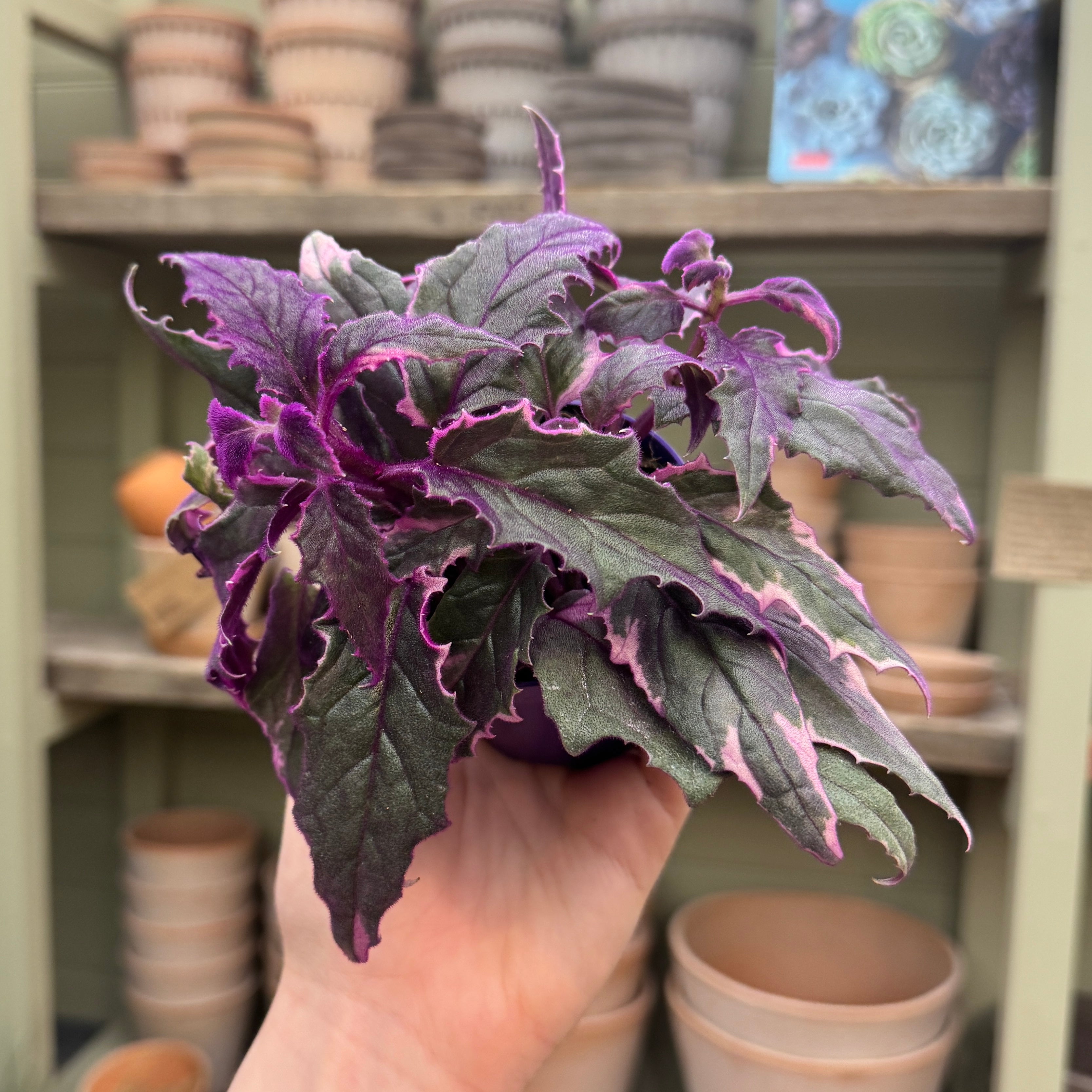 Gynura aurantiaca ‘Variegata’