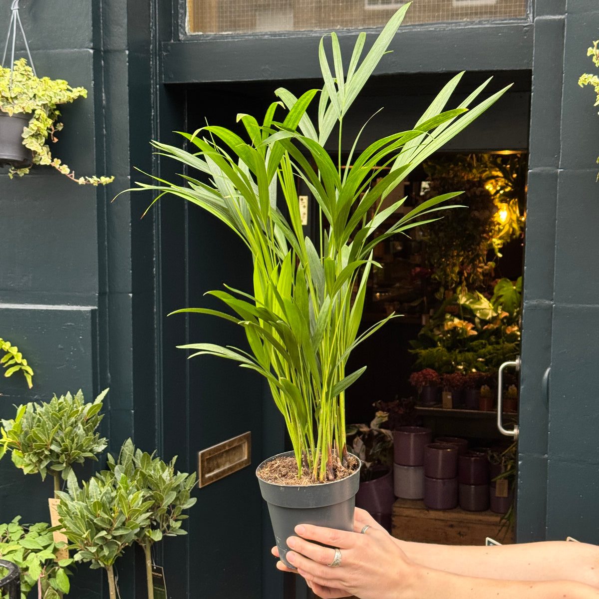 Areca Palm | Chrysalidocarpus lutescens 50cm