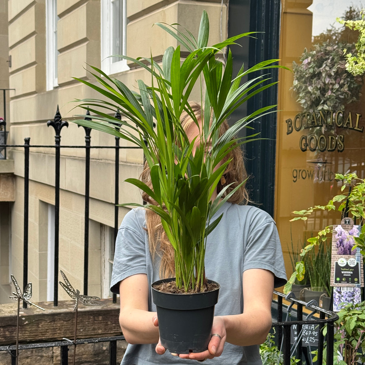 Areca Palm | Chrysalidocarpus lutescens 50cm