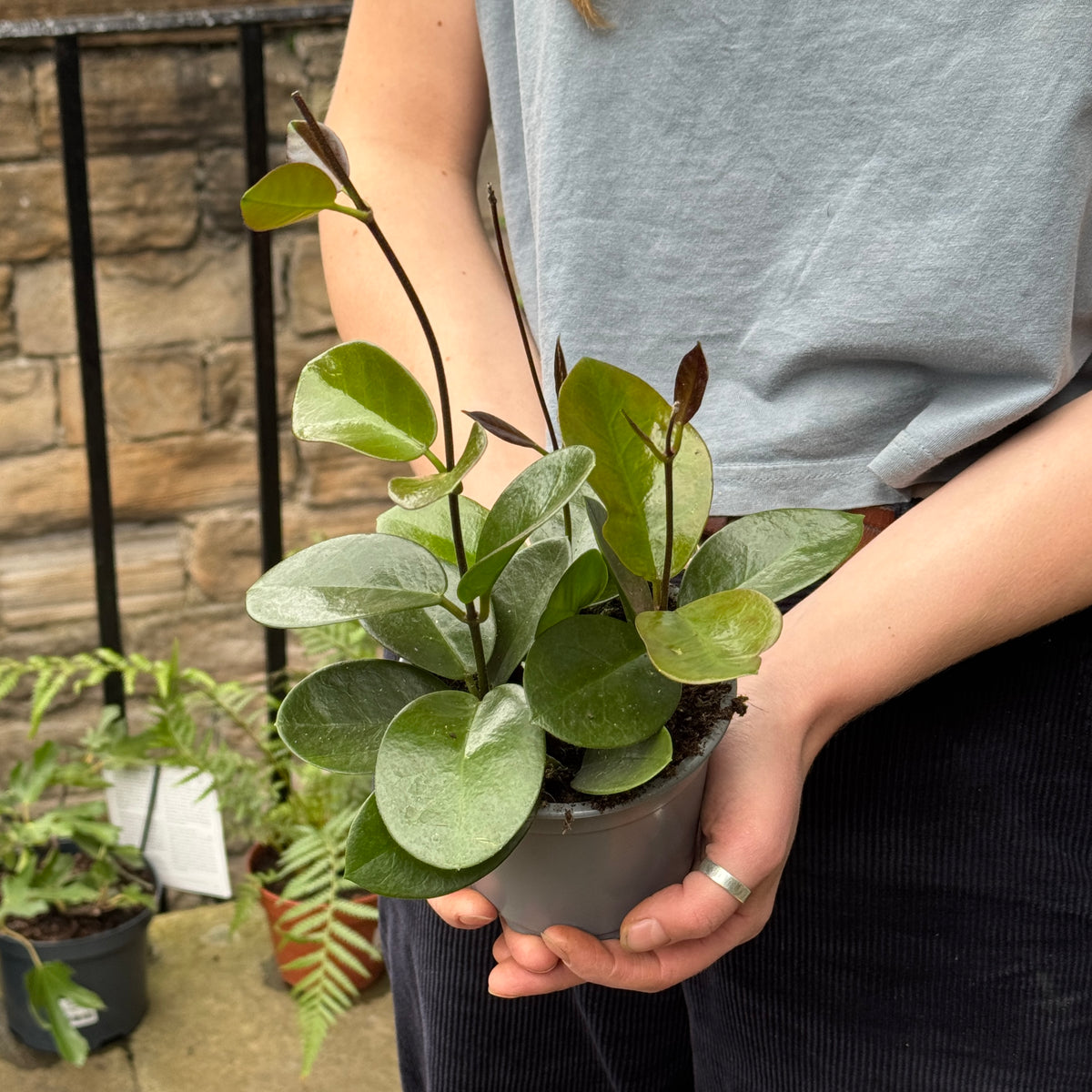 Hoya australis