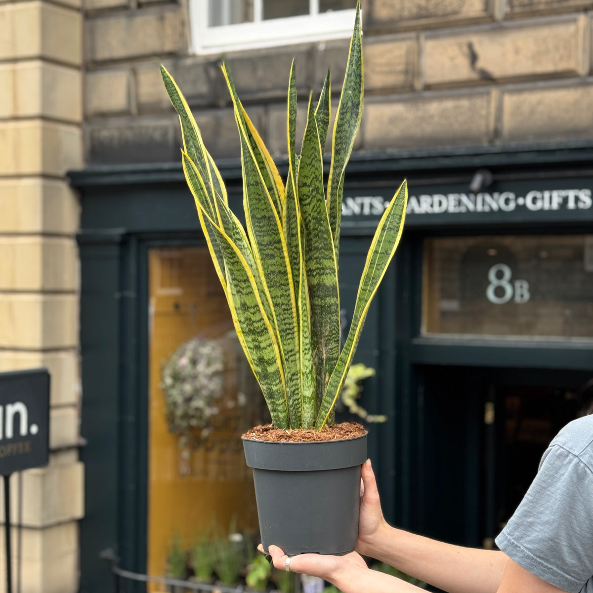 Sansevieria ‘Laurentii’ (19cm pot)