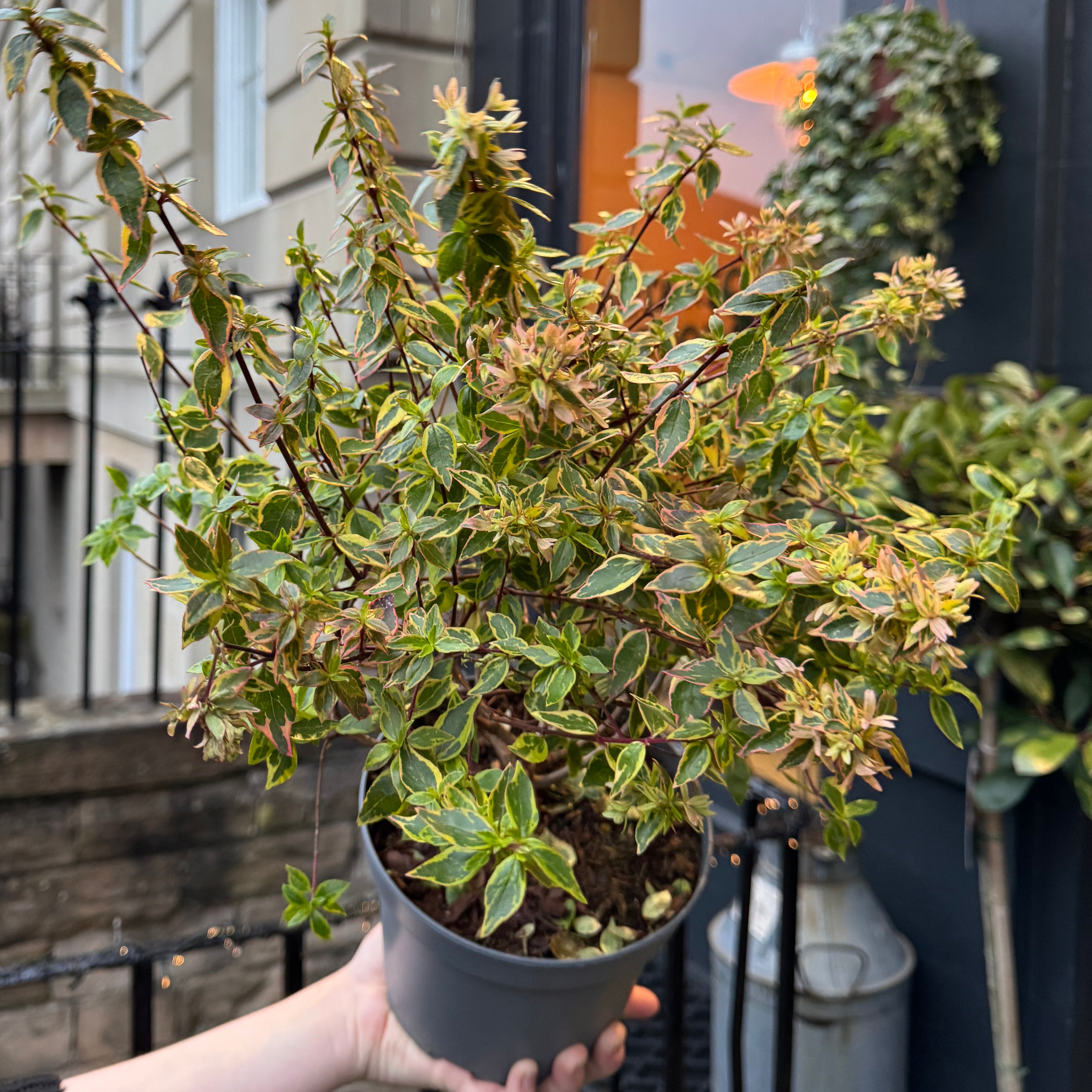 Abelia grandiflora 'Sunshine Daydream'