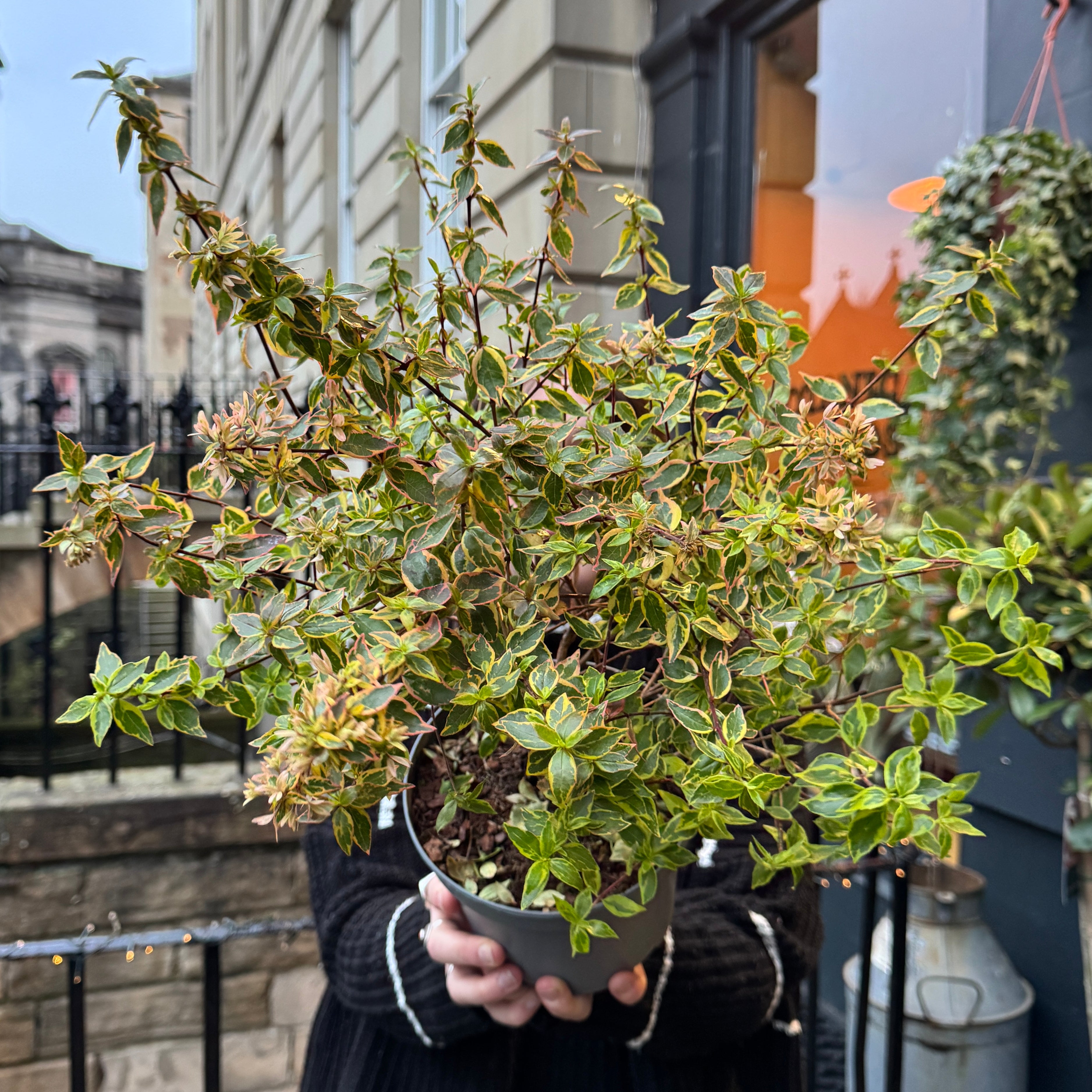 Abelia grandiflora 'Sunshine Daydream'