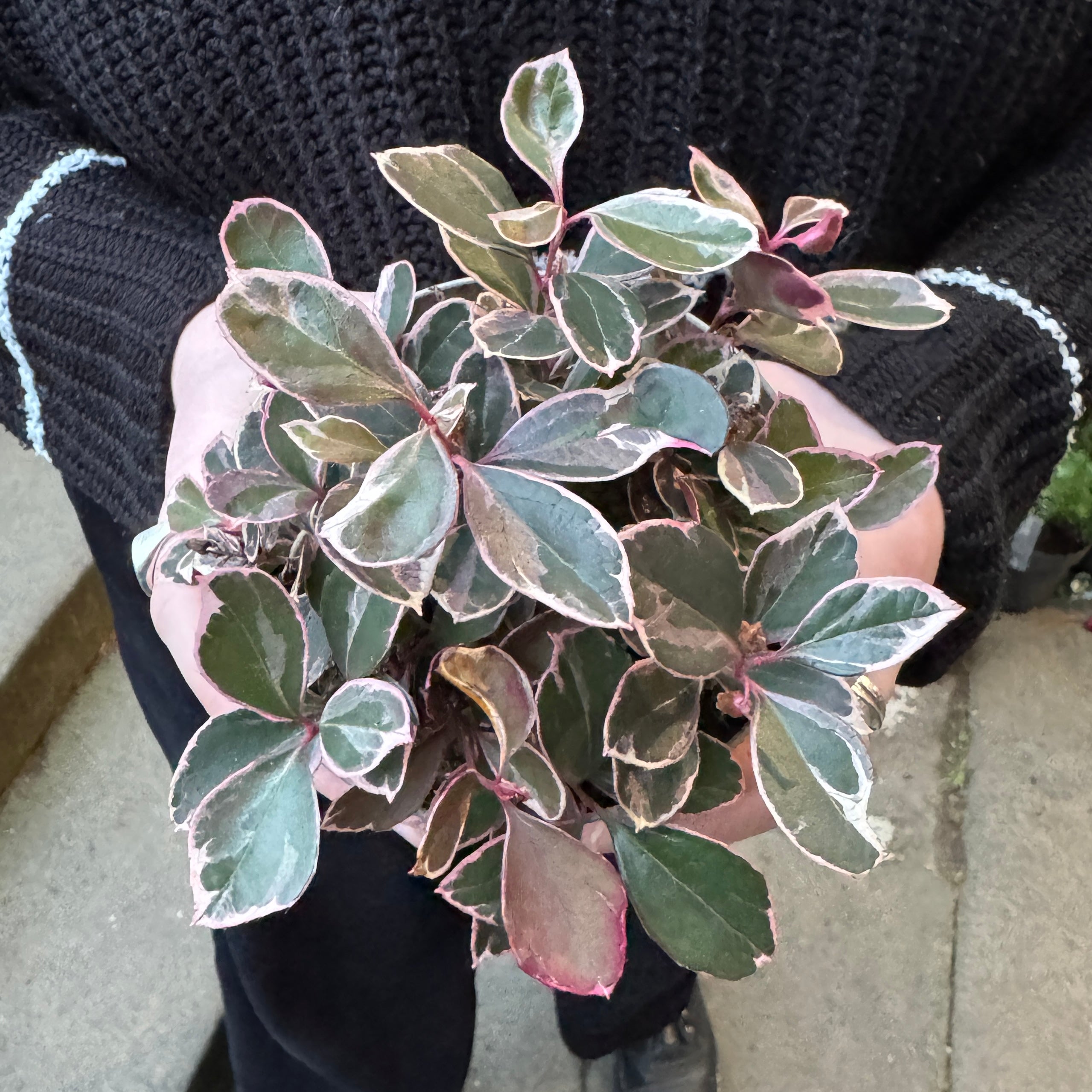 Gaultheria 'Winter Splash'