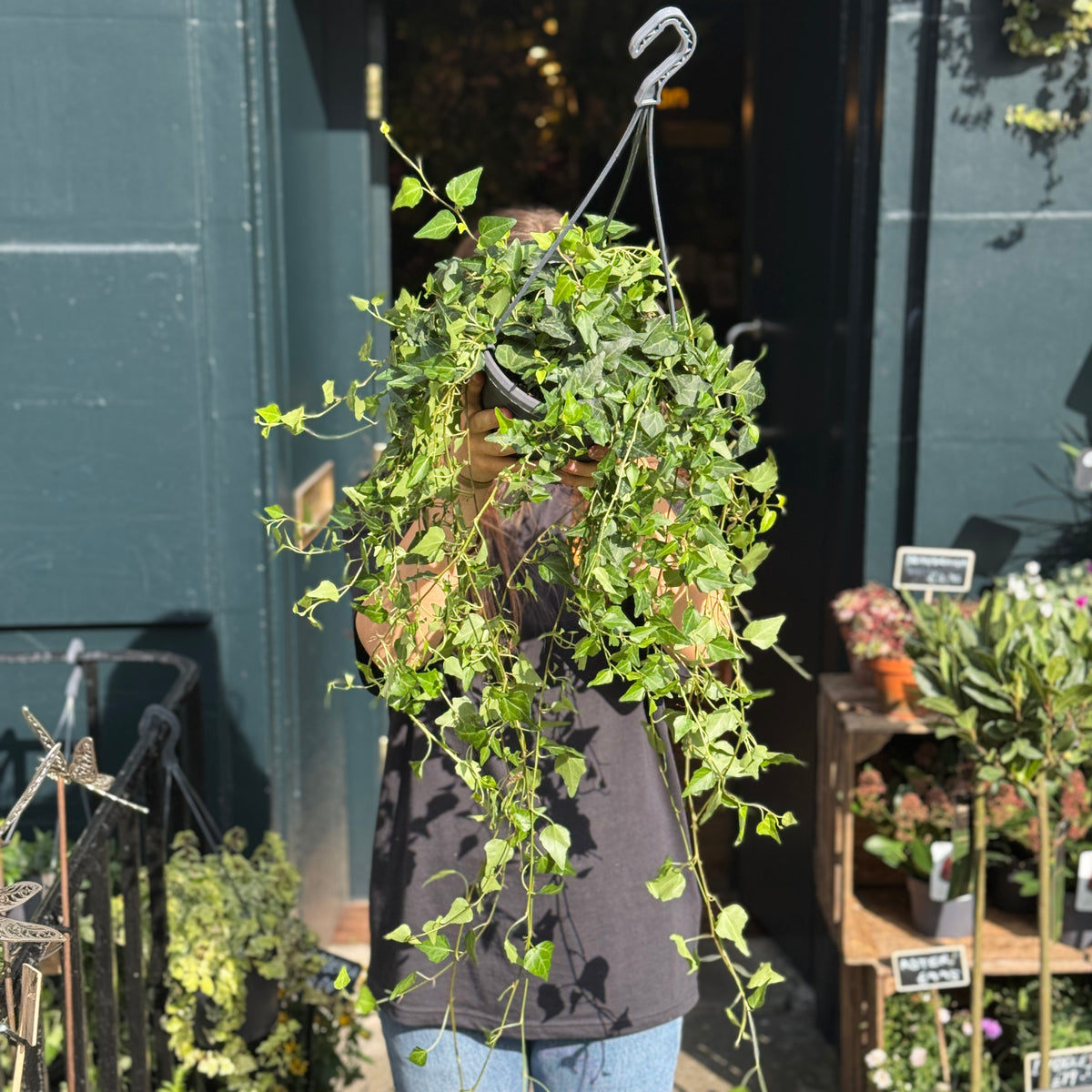 Hedera helix 'Wilco' (hangpot)