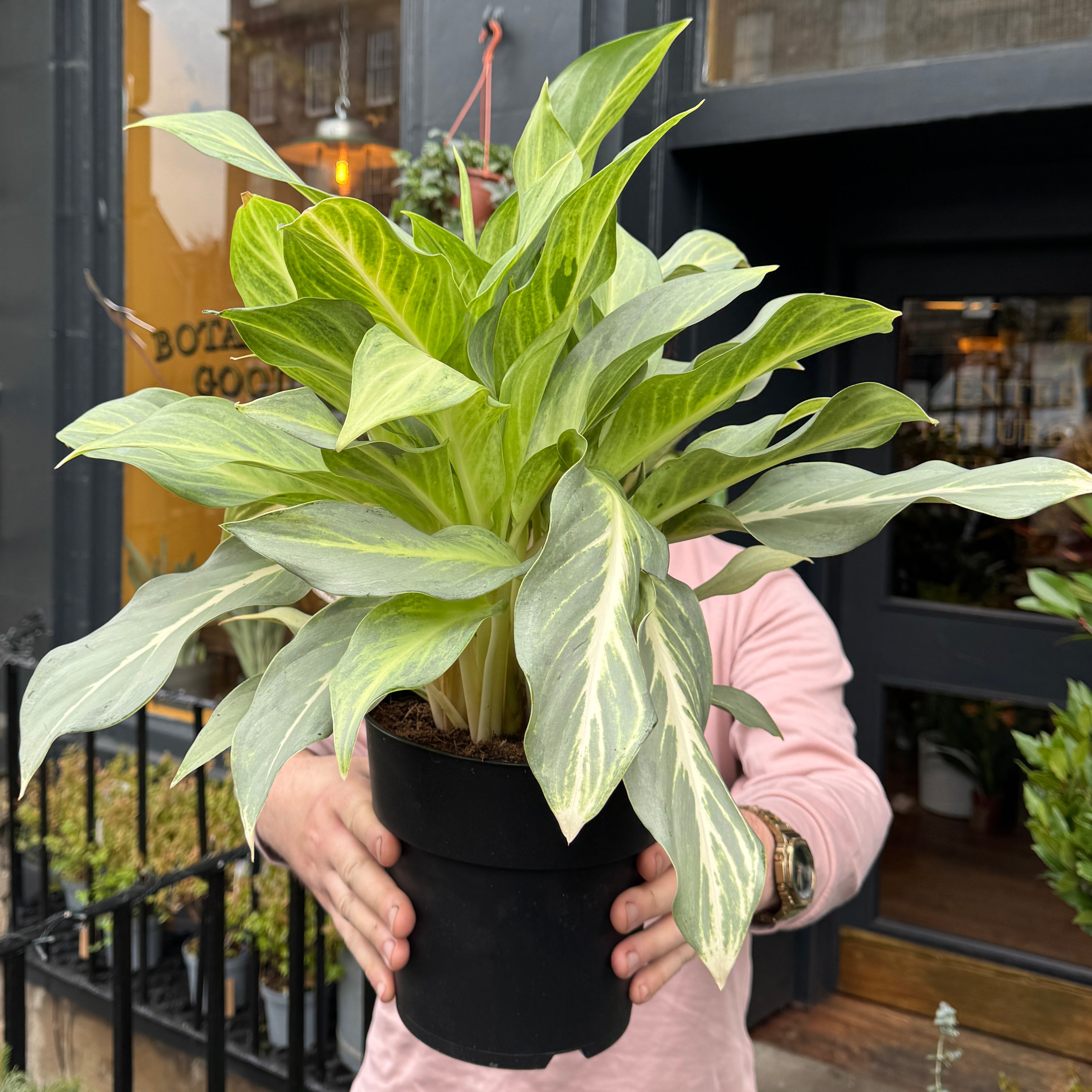 Aglaonema 'Aqua Green'