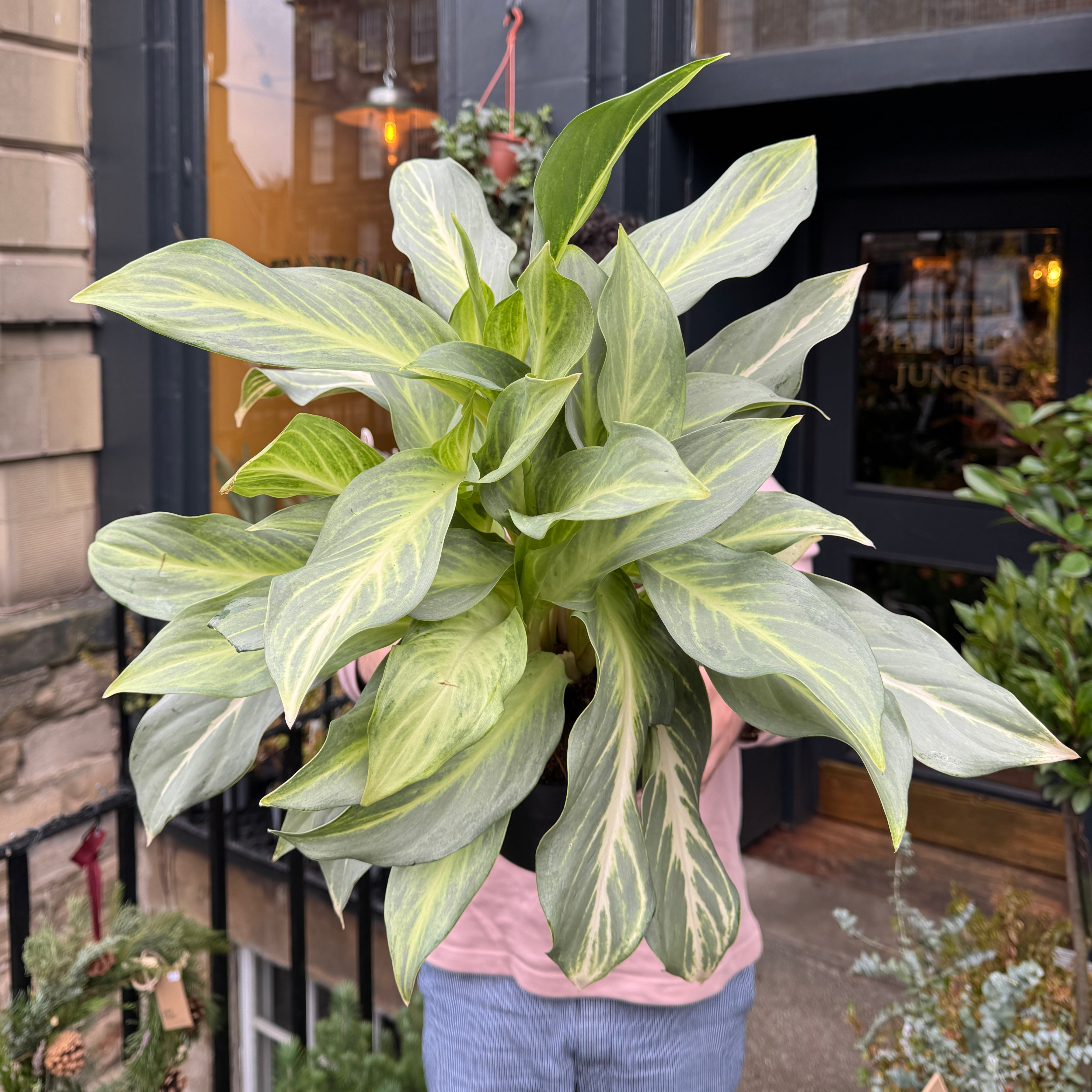 Aglaonema 'Aqua Green'