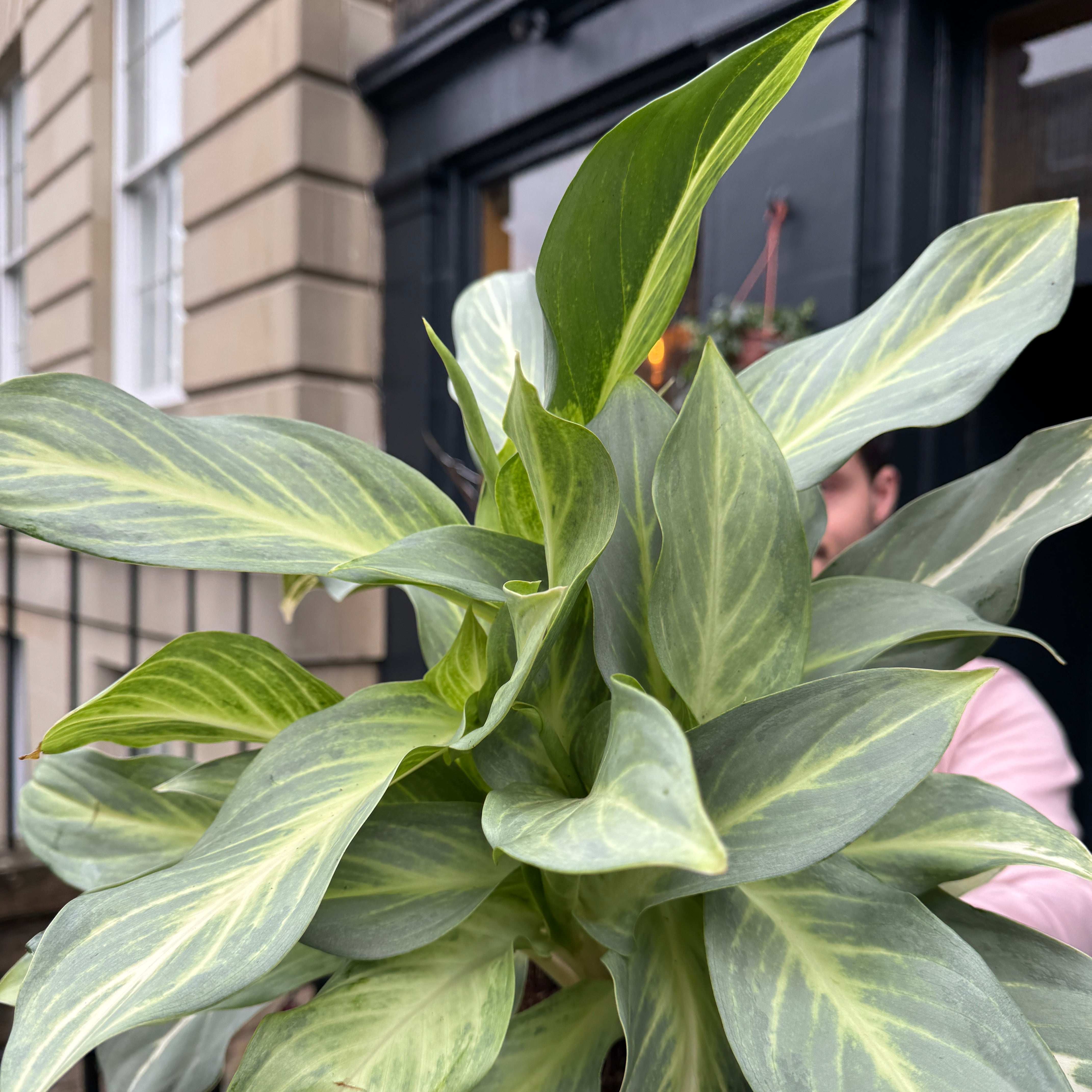 Aglaonema 'Aqua Green'