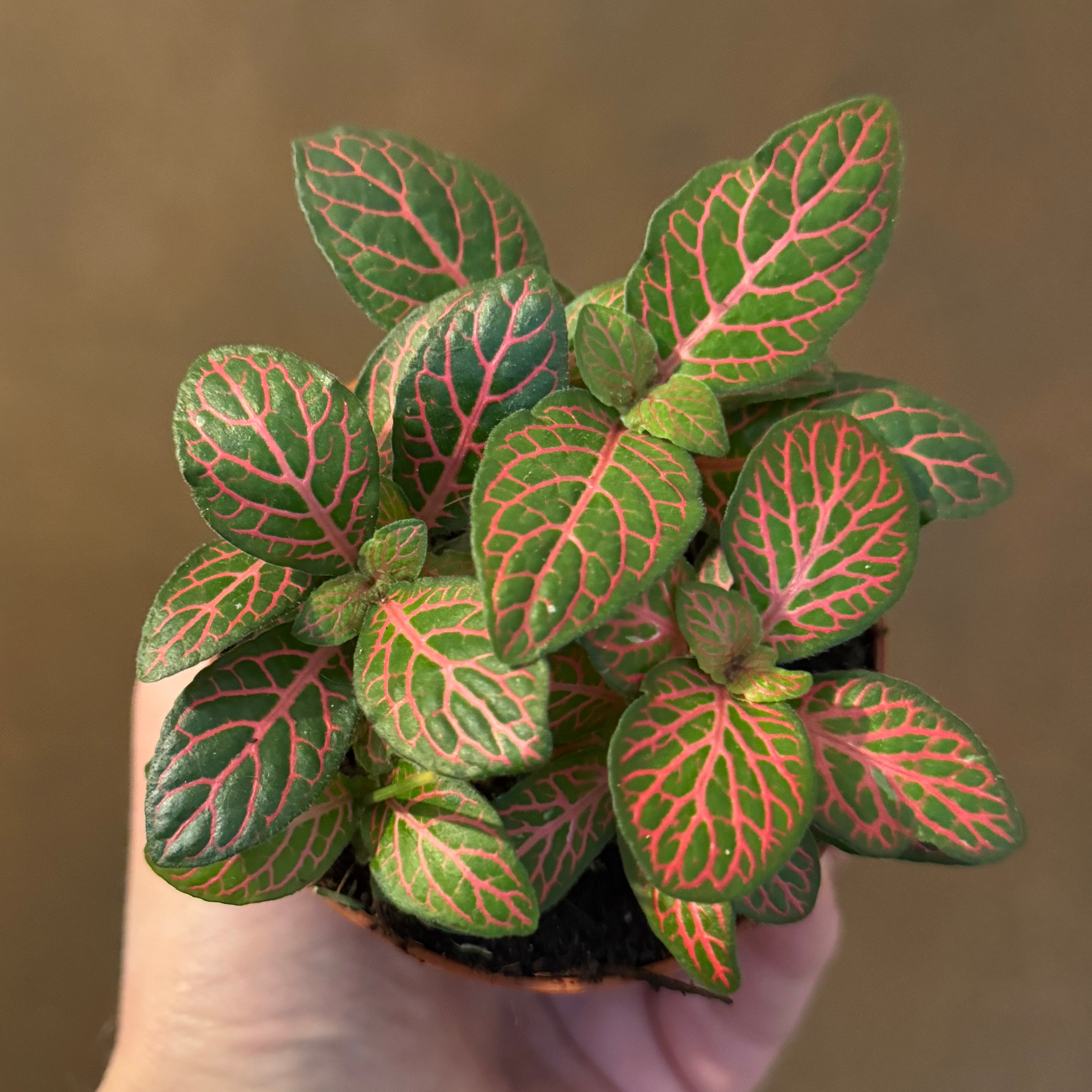 Fittonia 'Joly Josan'