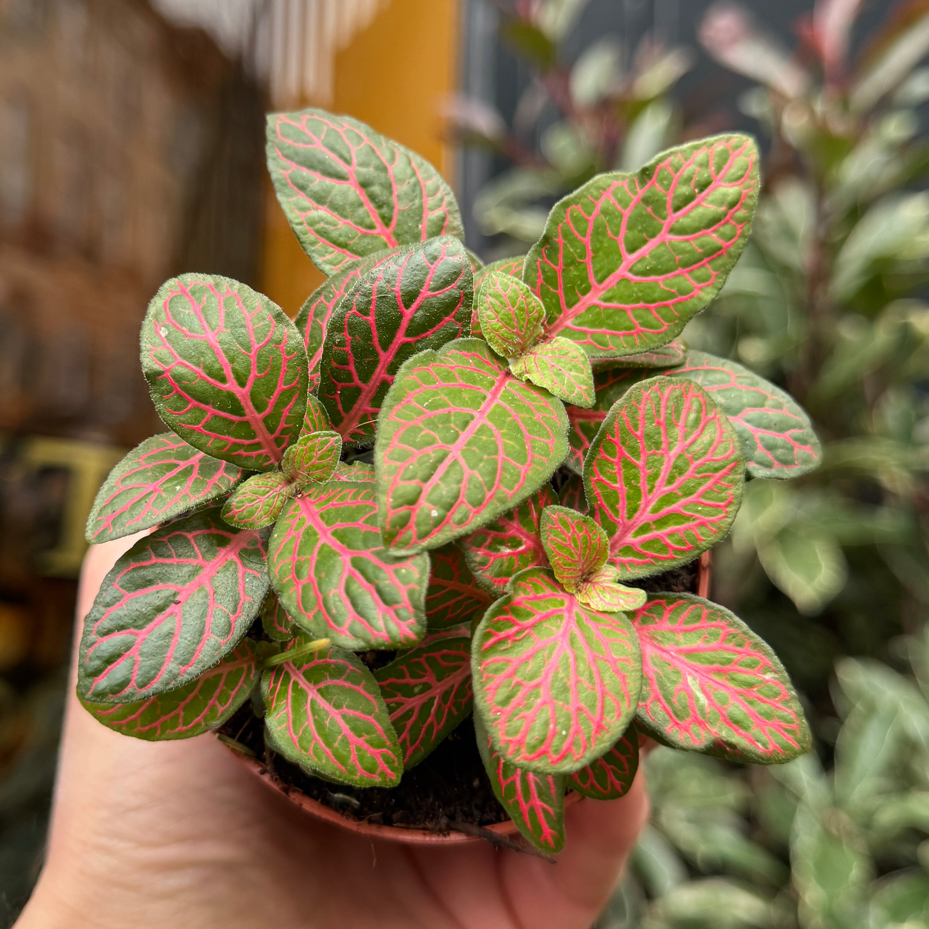 Fittonia 'Joly Josan'