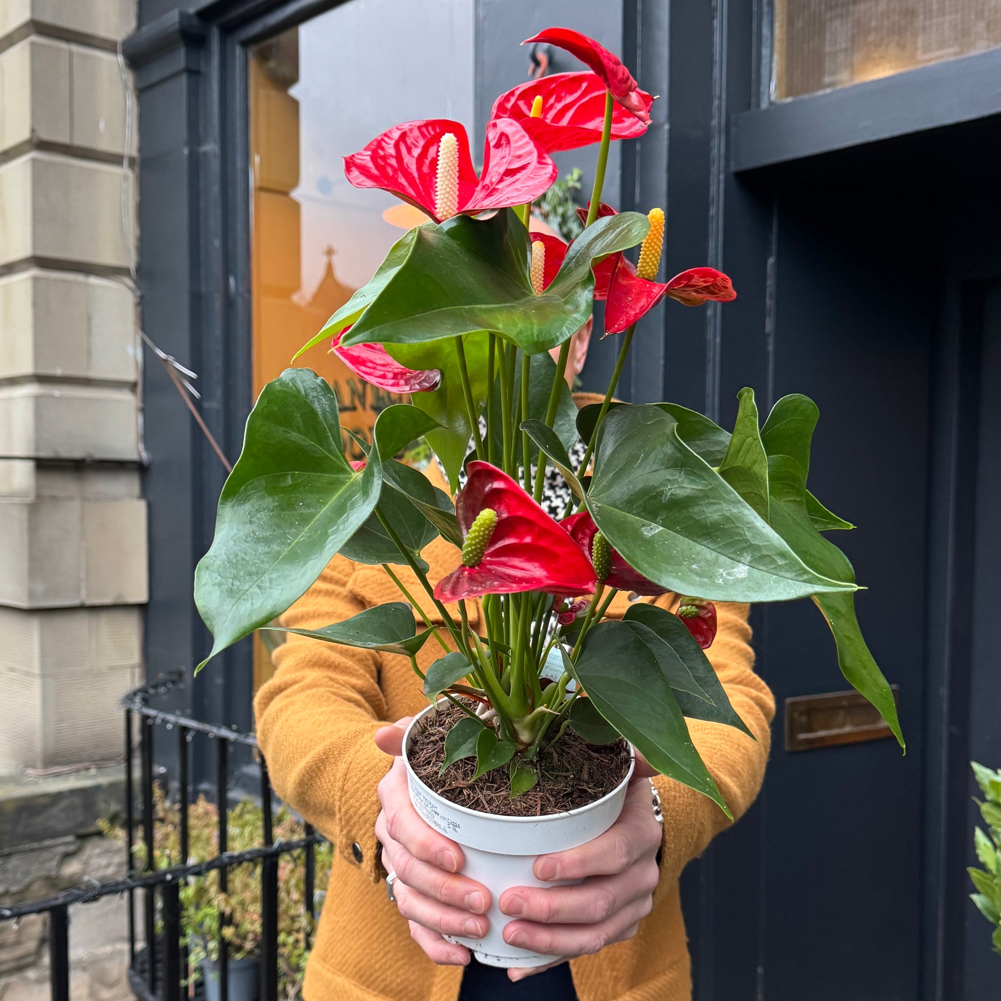 Anthurium ‘Royal Red Champion’ | grow urban.