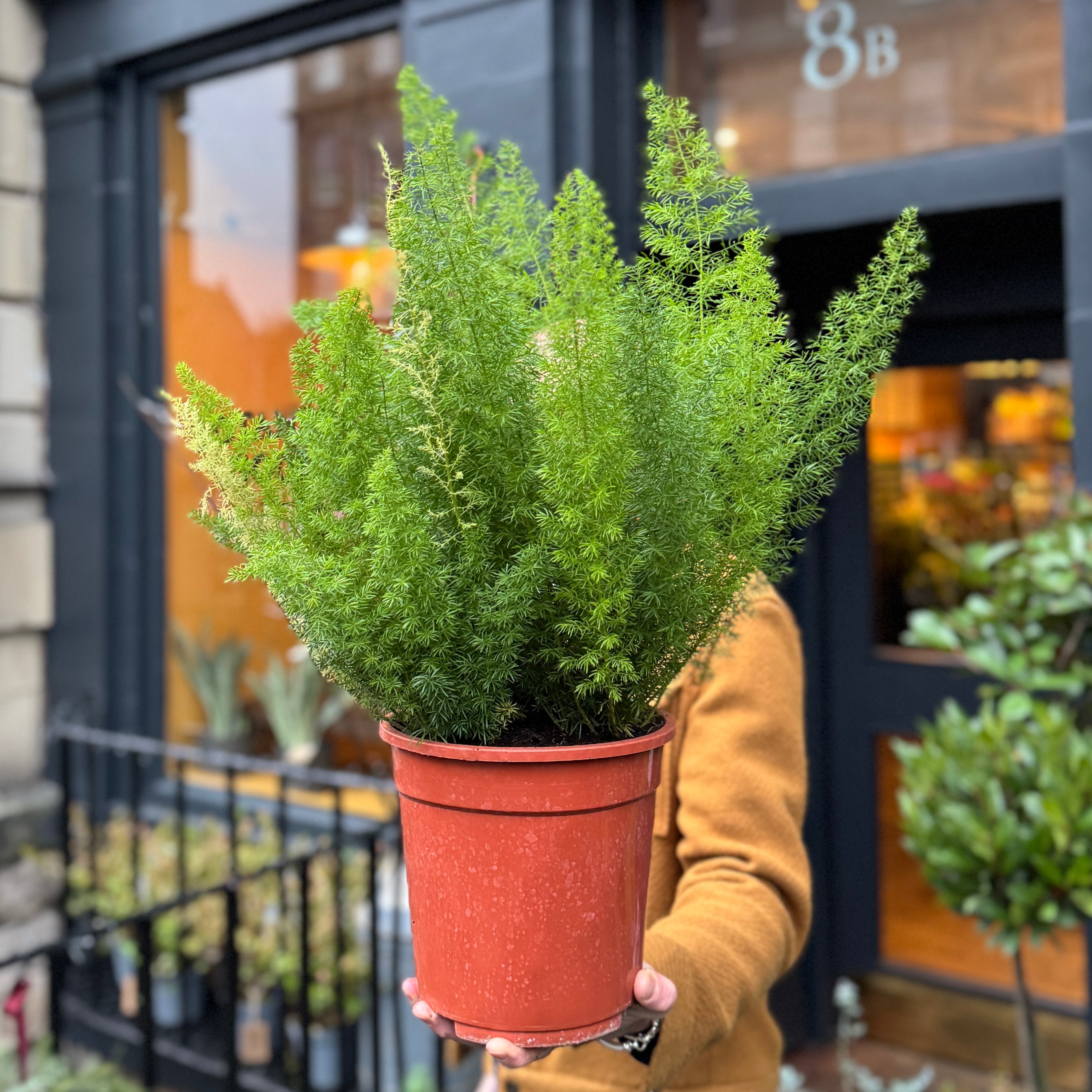 Asparagus densiflorus ‘Myersii' (21cm pot)