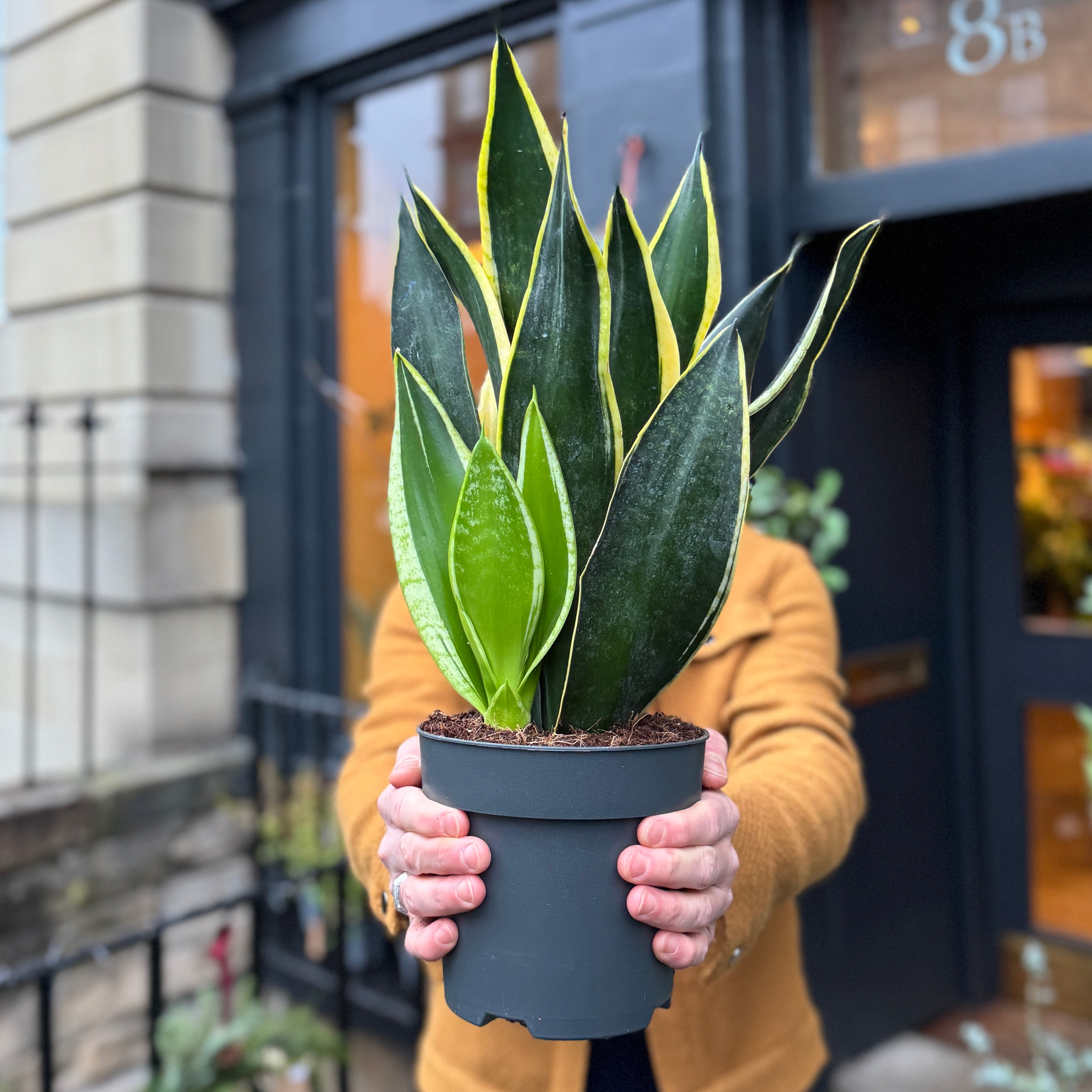 Sansevieria 'Golden Edge'