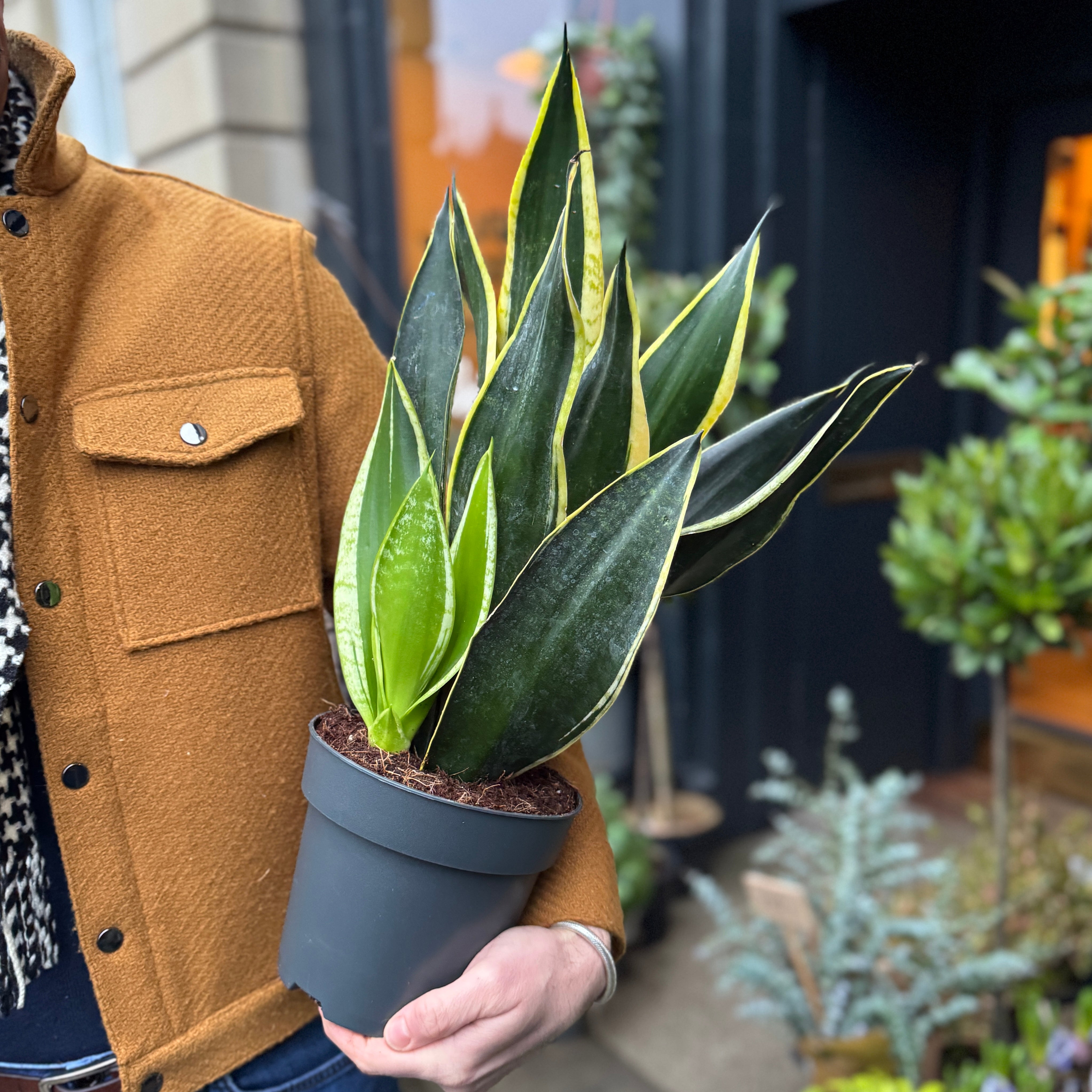 Sansevieria 'Golden Edge'