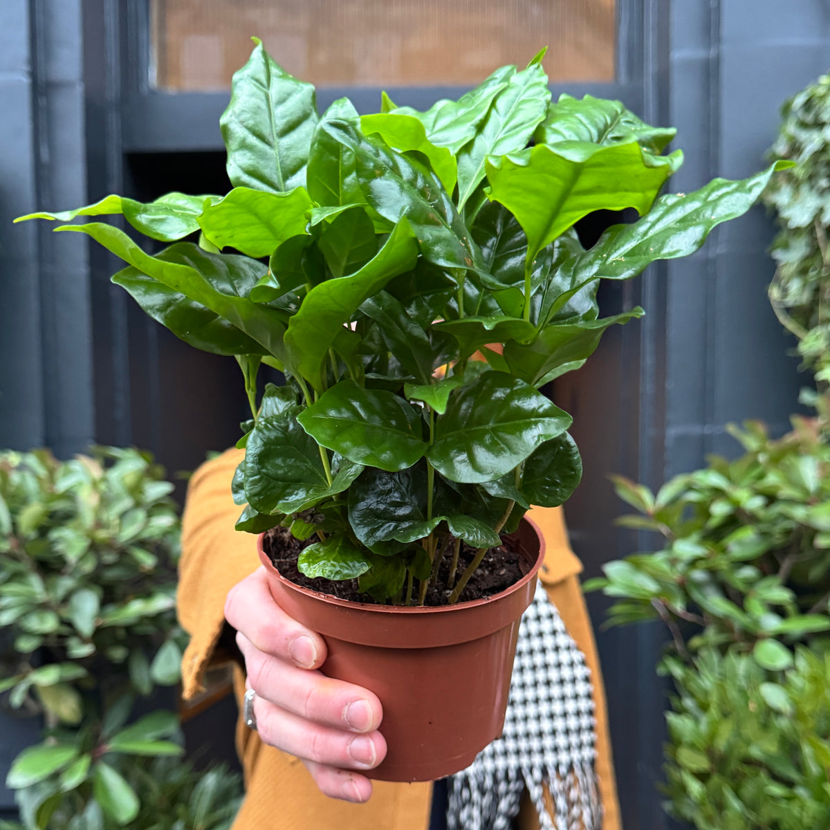 Coffea arabica | Glosario de términos de