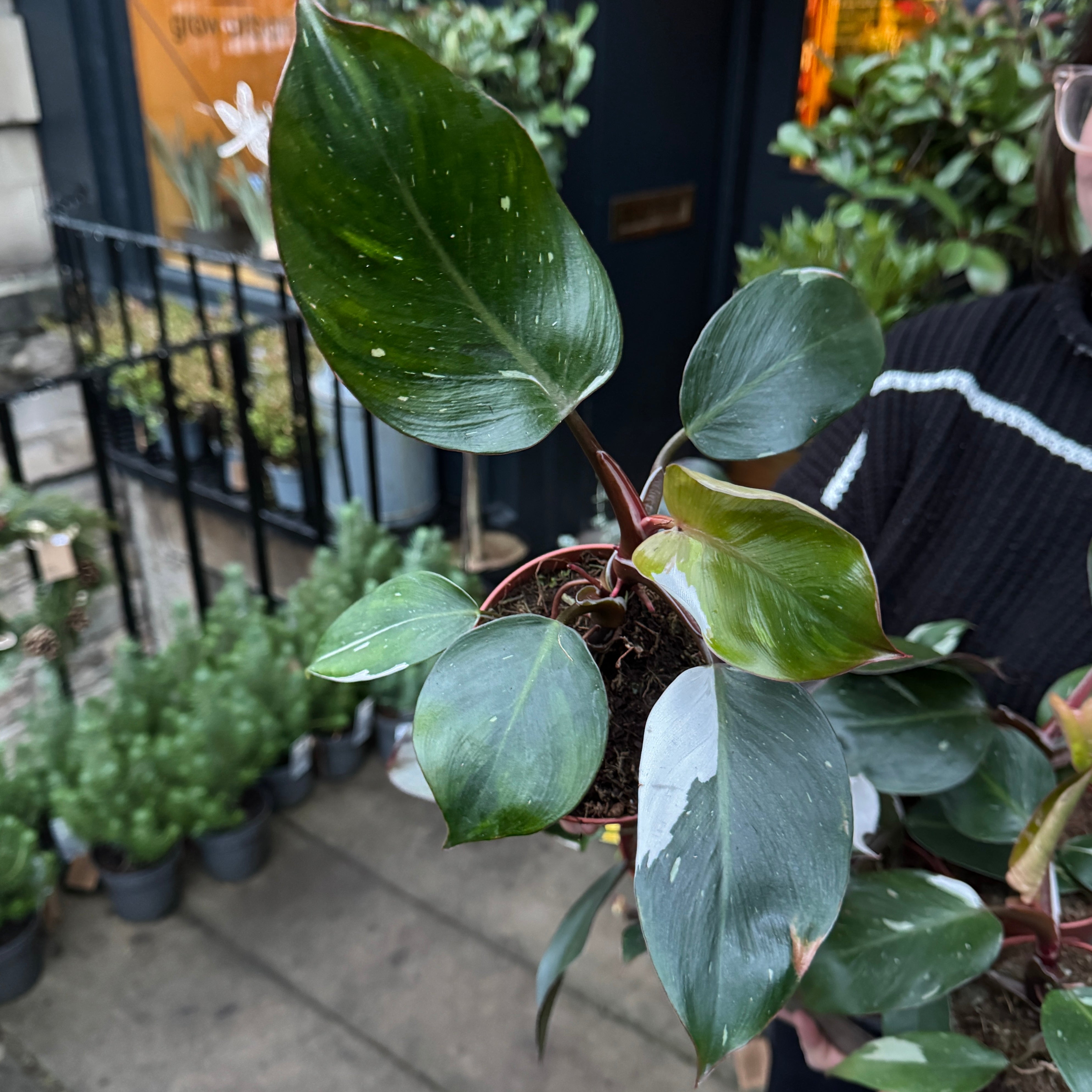 Philodendron 'White Knight'