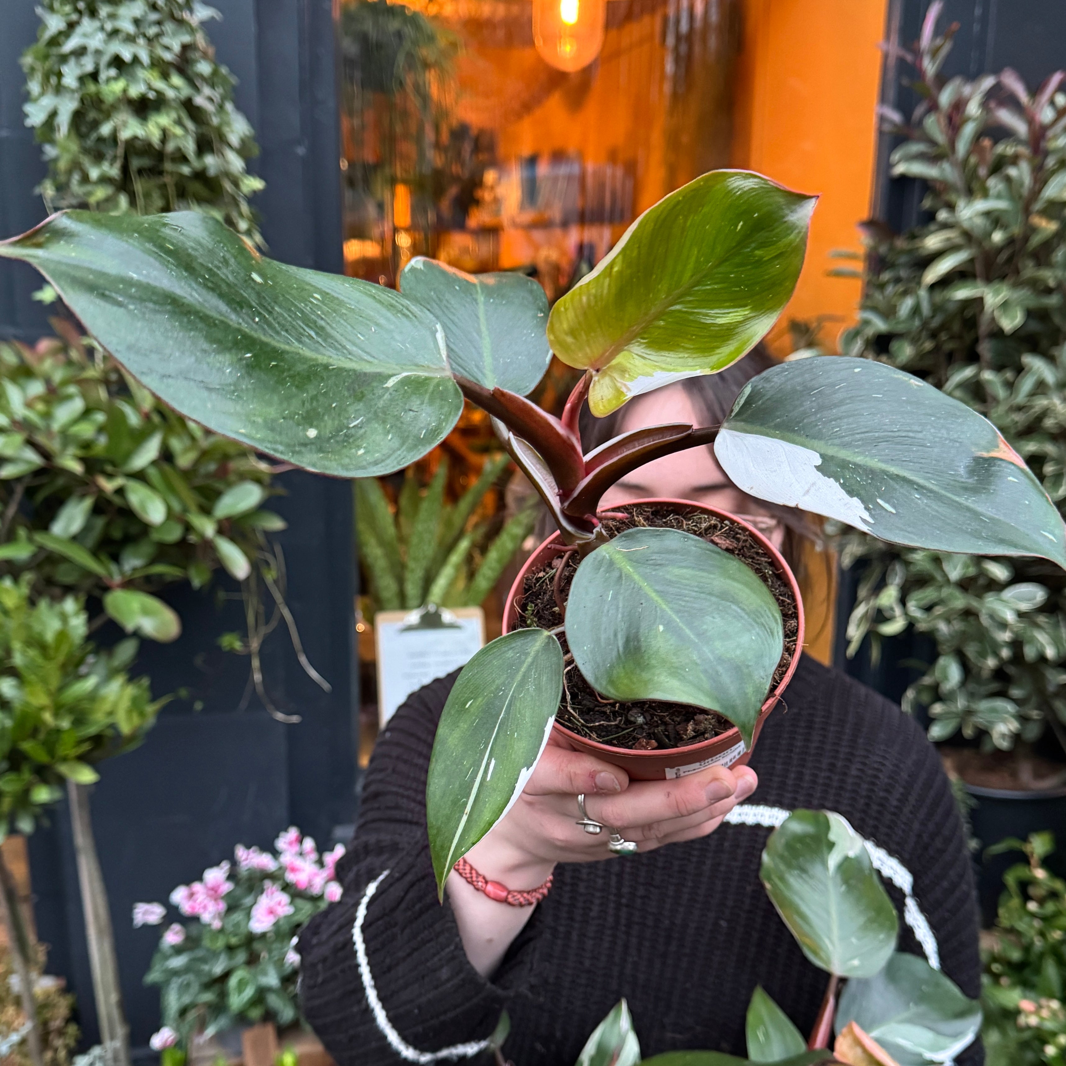 Philodendron 'White Knight'