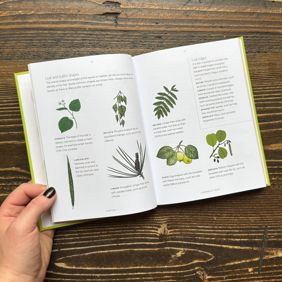 Trees: A Pocket Guide (RHS)