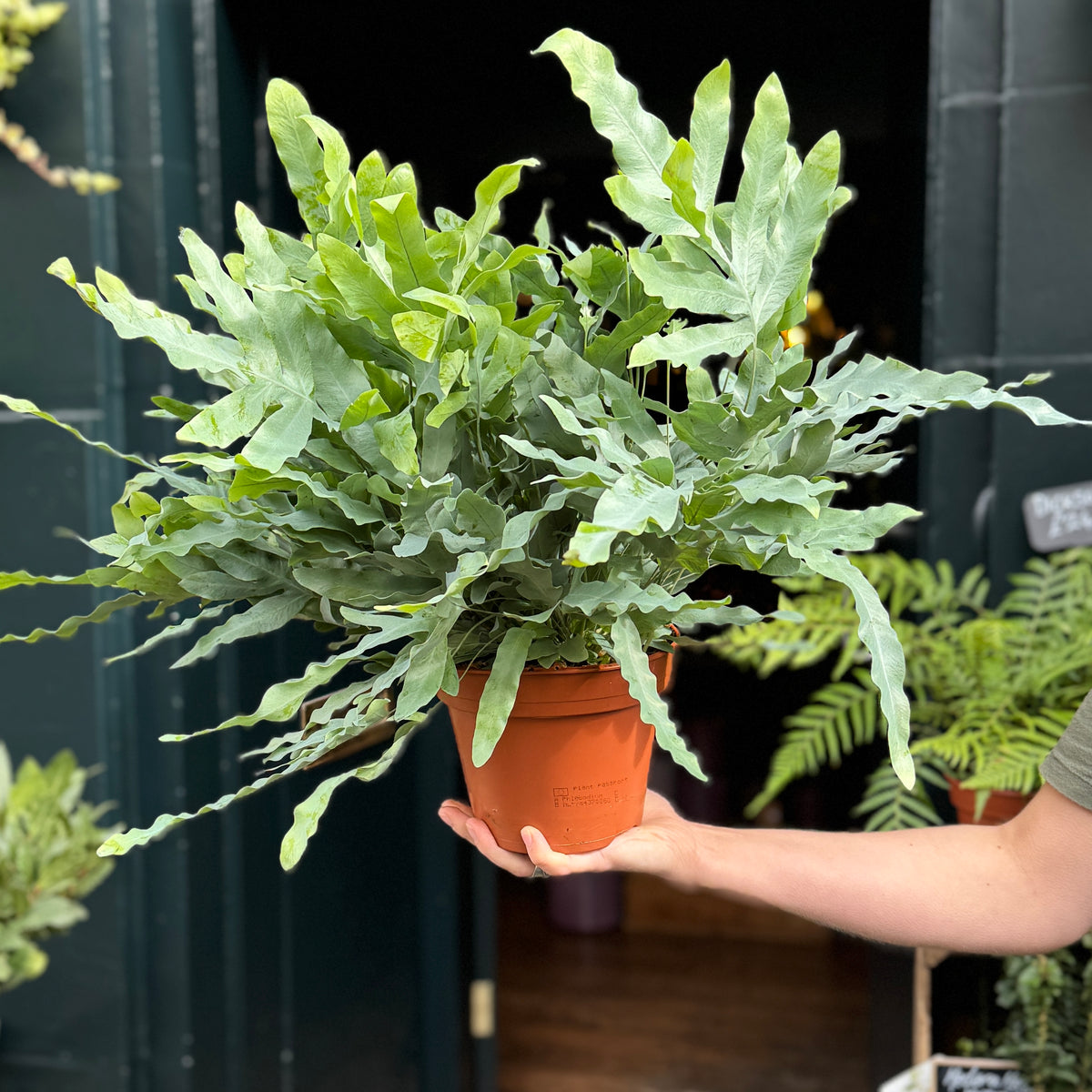 Phlebodium aureum (17cm pot)