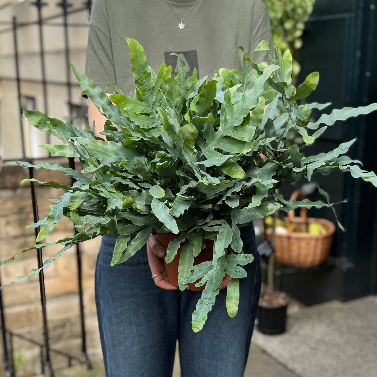 Phlebodium aureum (17cm pot)